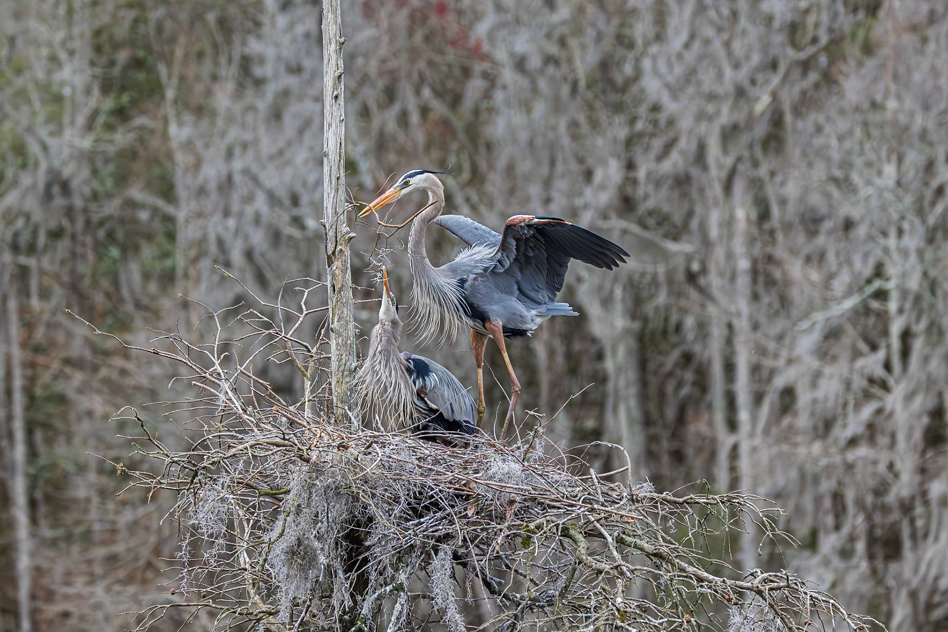 Great Blue Heron 99, Magnolia Plantation, Charlestton, SC