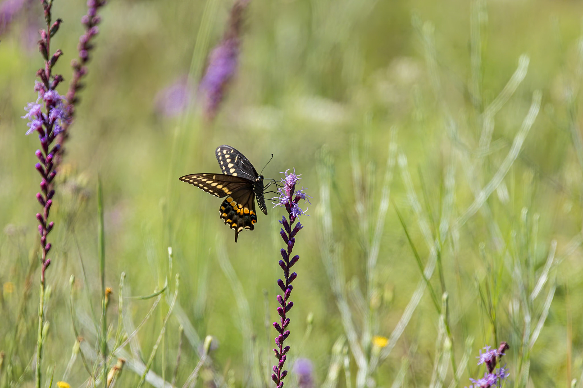 Black swallowtail on dense blazing star 1, Green swamp area