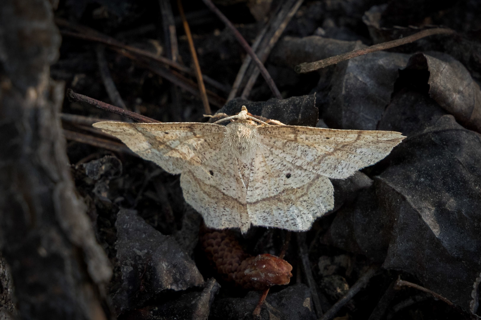 Genus Euscarca moth 1, Green Swamp Preserve