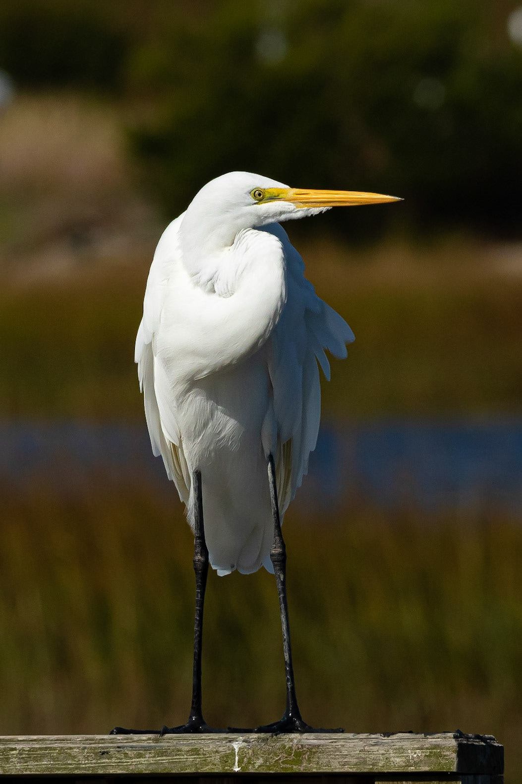 Great Egret 25, OIB, Ferry Landing area
