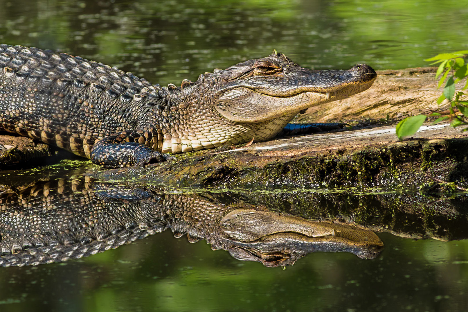 Gator 20, Magnolia Plantation and Gardens, SCAIR 54