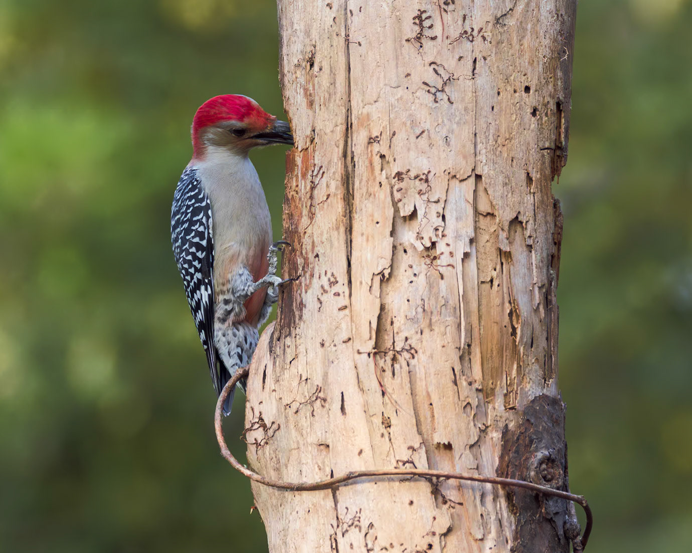 Red bellied woodpecker 8, The Nut House, Clemson, SC