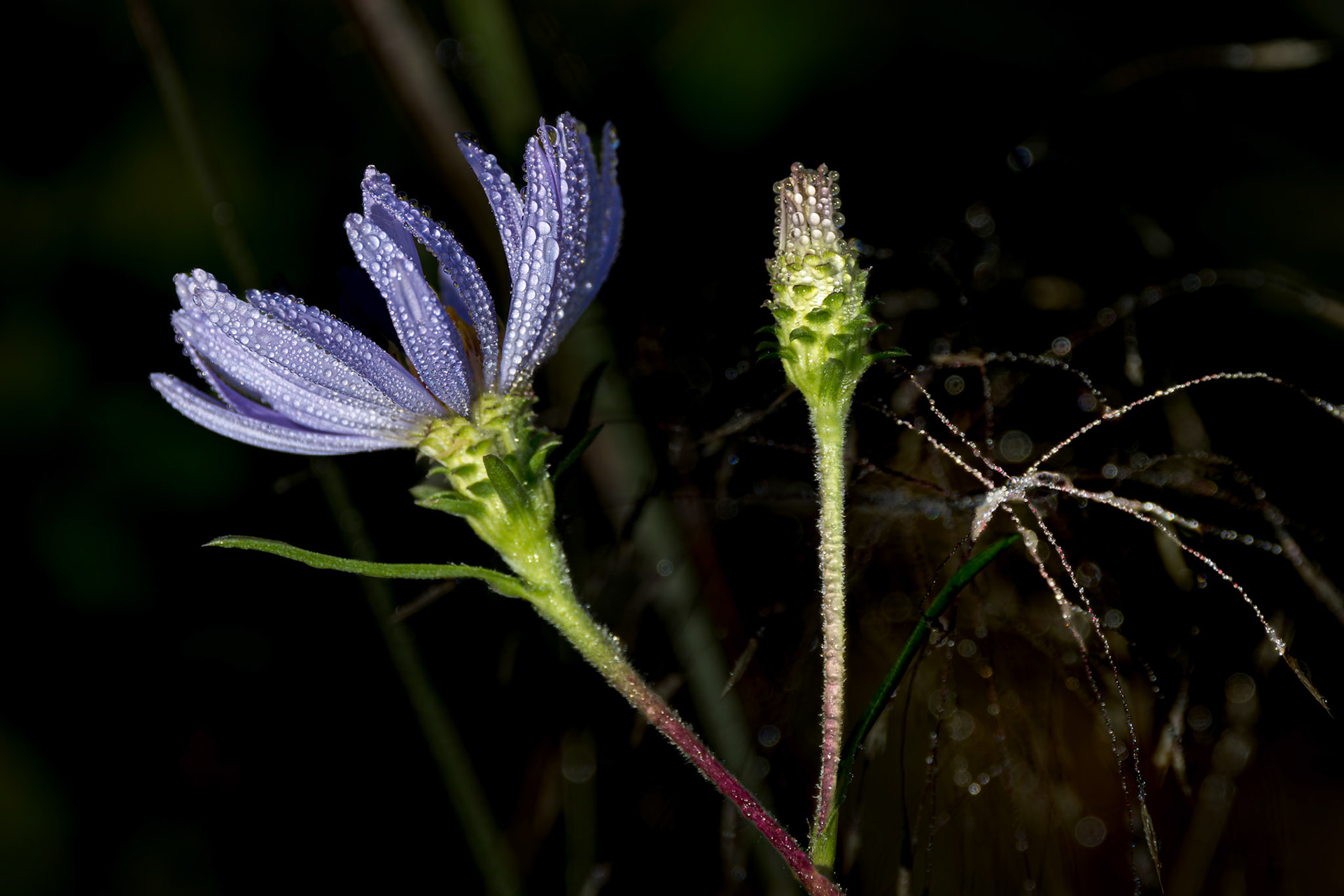Swamp aster 2, Green Swamp Preserve