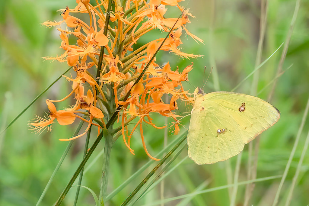 Orange-fringed orchid with cloudless sulfur 1, Green Swamp area