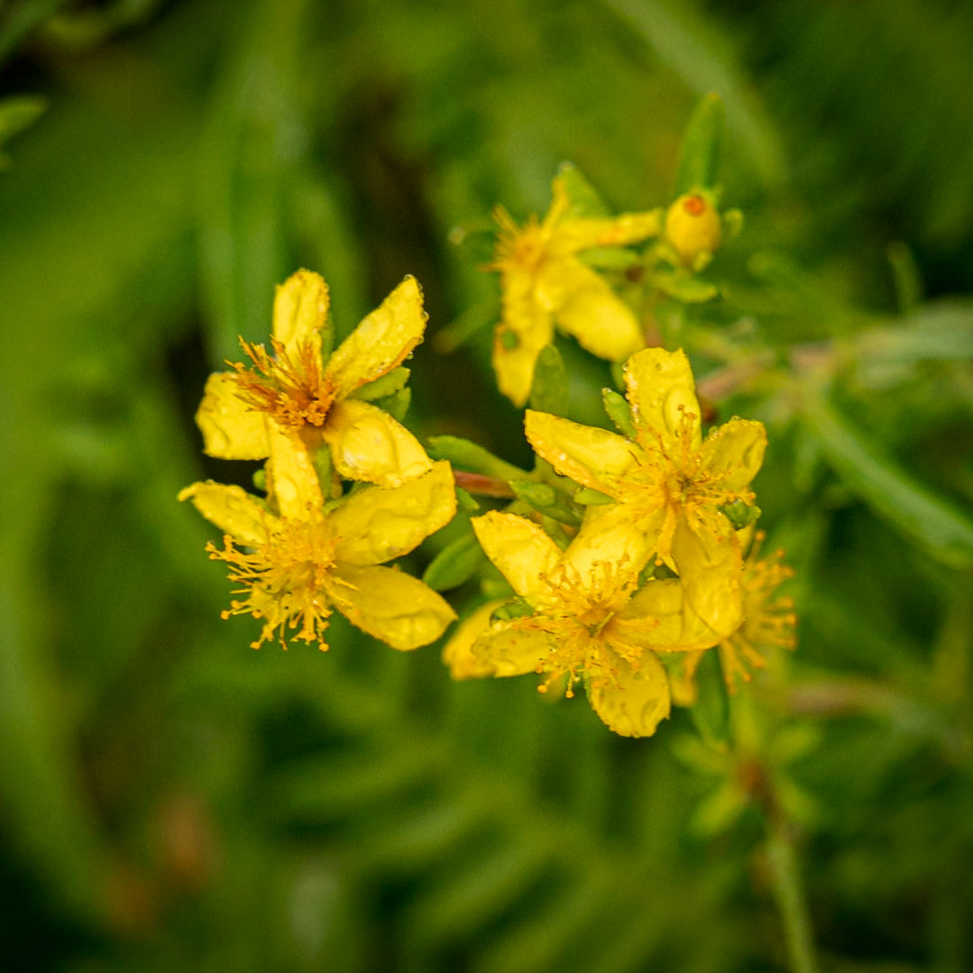 St John's Wort 1, Green Swamp Preserve