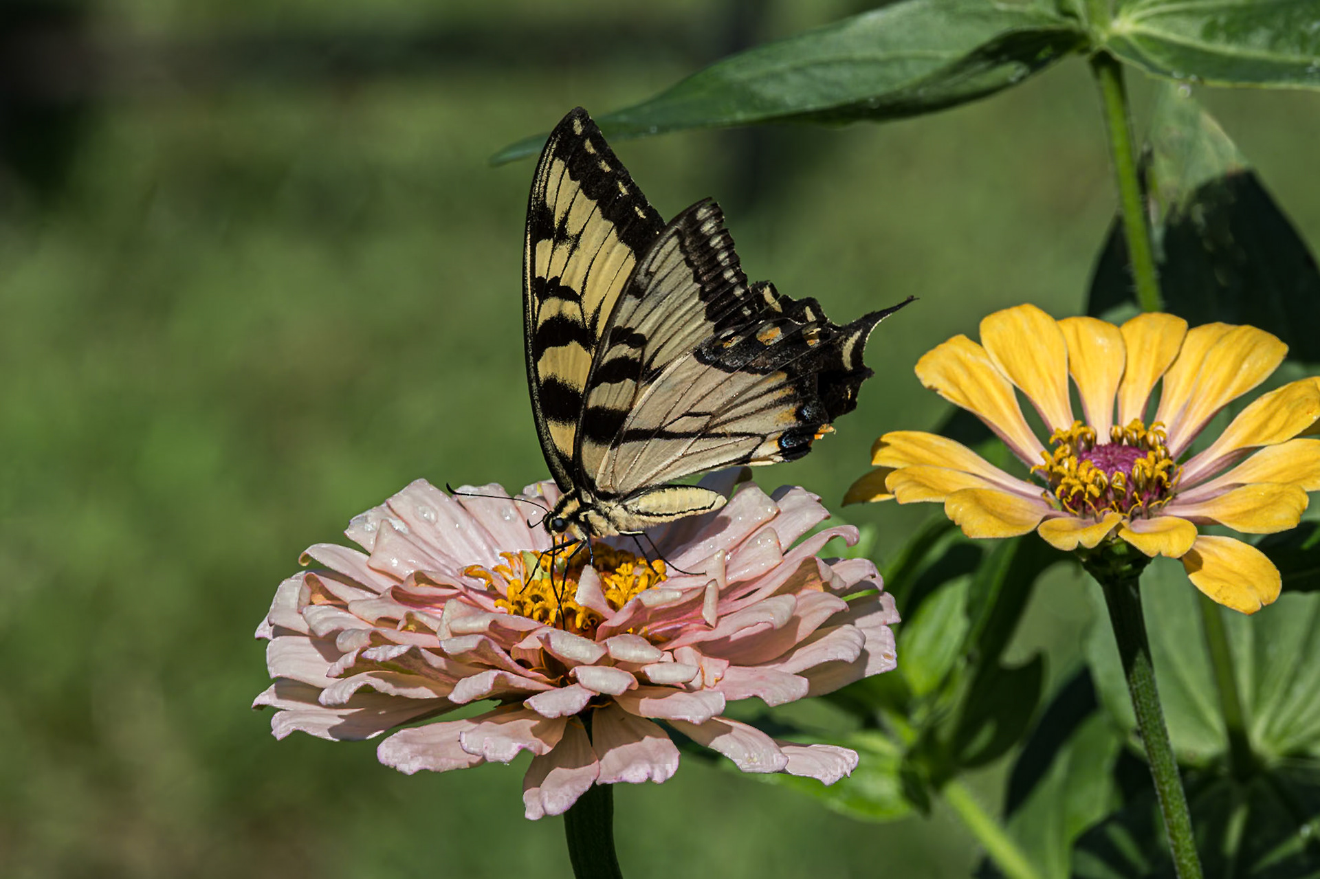 Eastern tiger swallowtail 10, Private home in Calabash, NC
