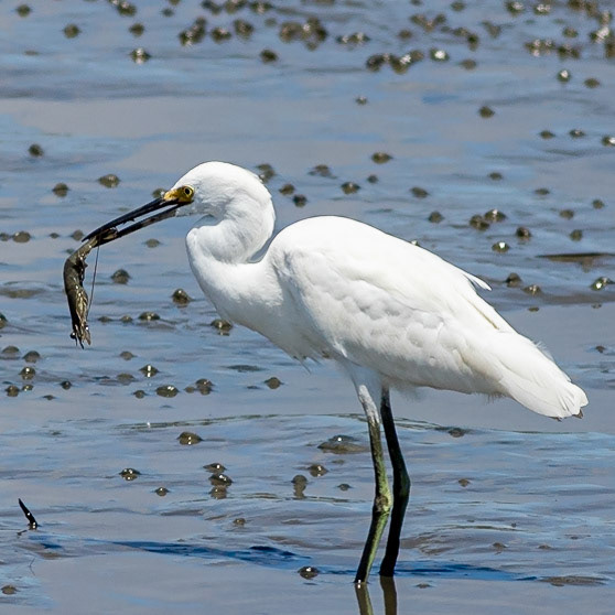 Snowy Egret Eating Shrimp 11