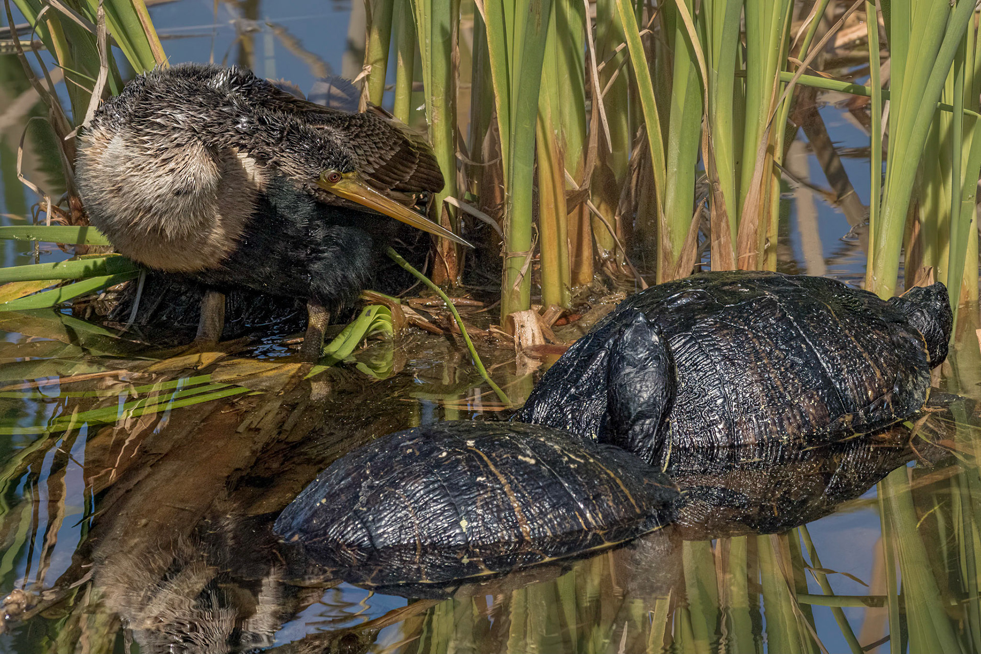 Anhinga with turtles 1, Carl Bazemore Bird Platform, Sunset Beach