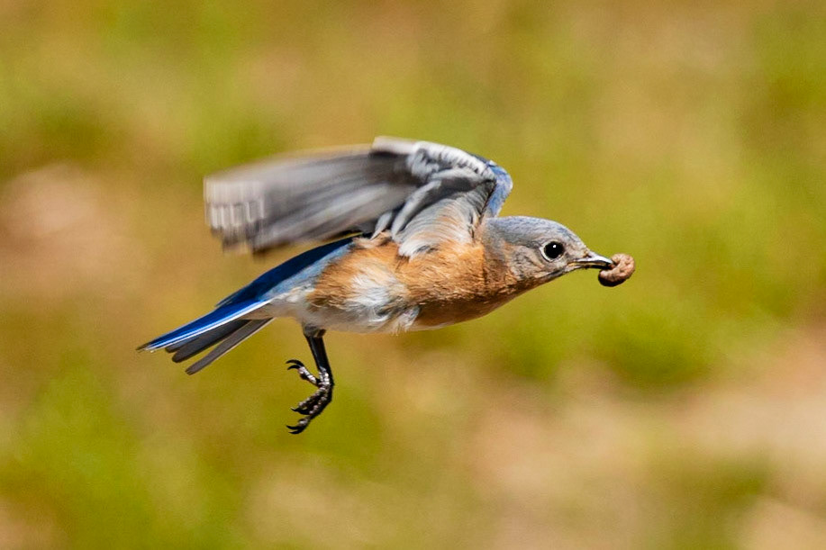 Male Eastern Bluebird 1, OIB