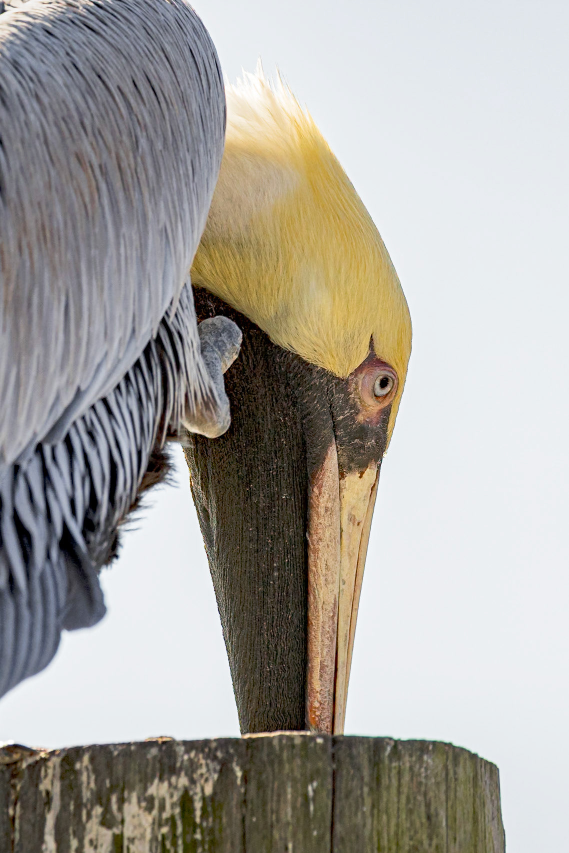 Brown pelican 75, Calabash docks