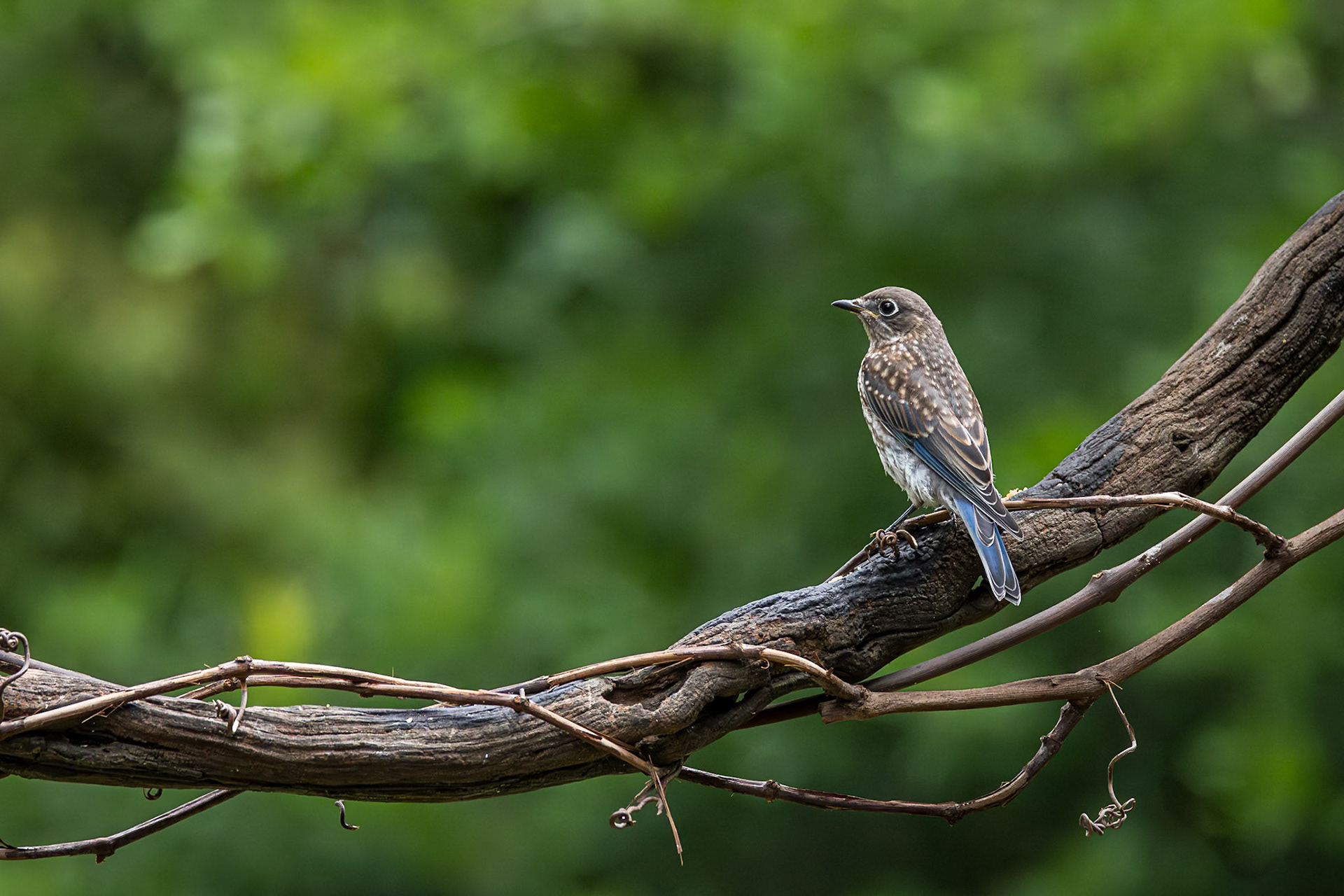 Eastern bluebird - fledgling 66, The Nut House, Clemson, SC