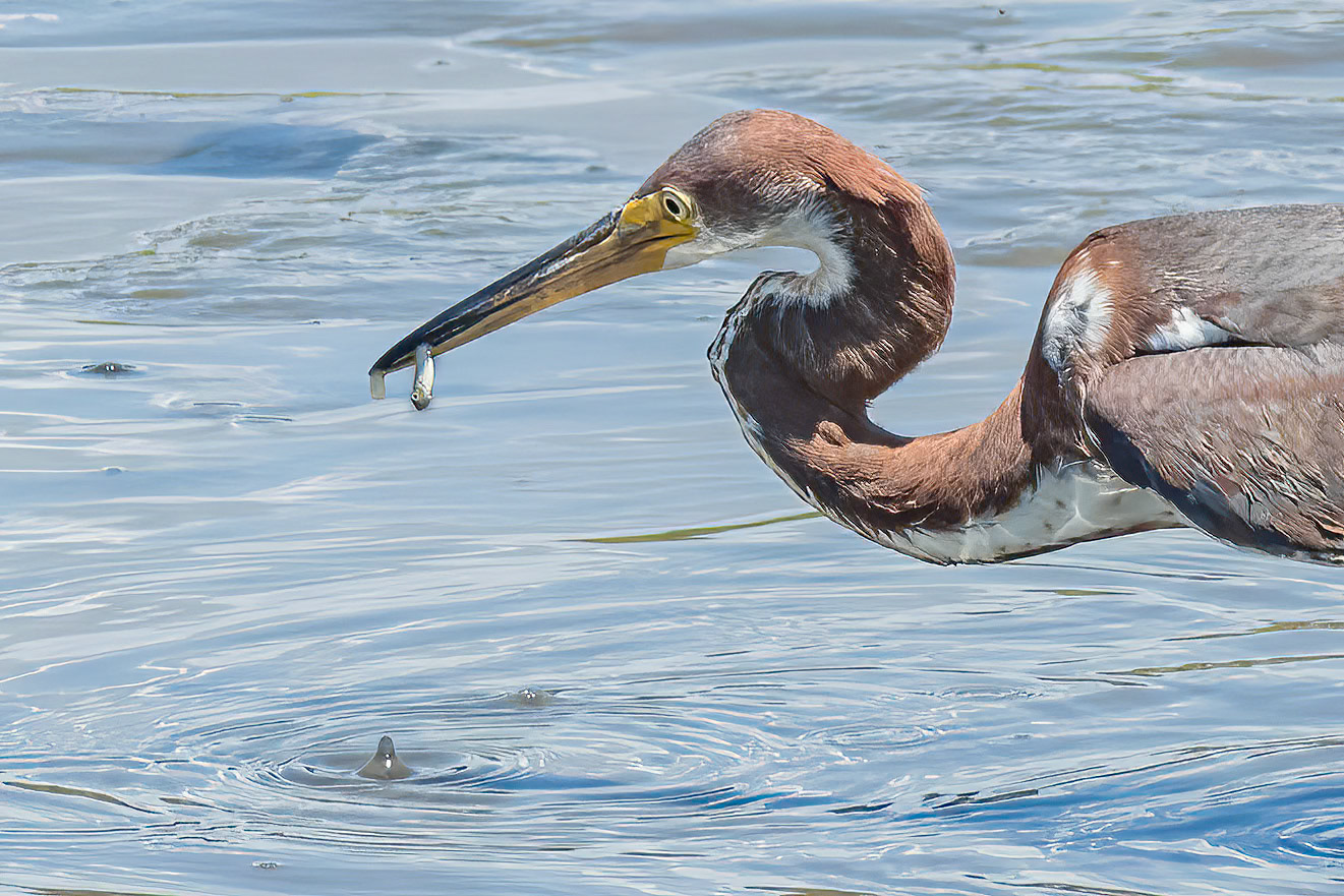 Tricolor 26, OIB gazebo behind chapel