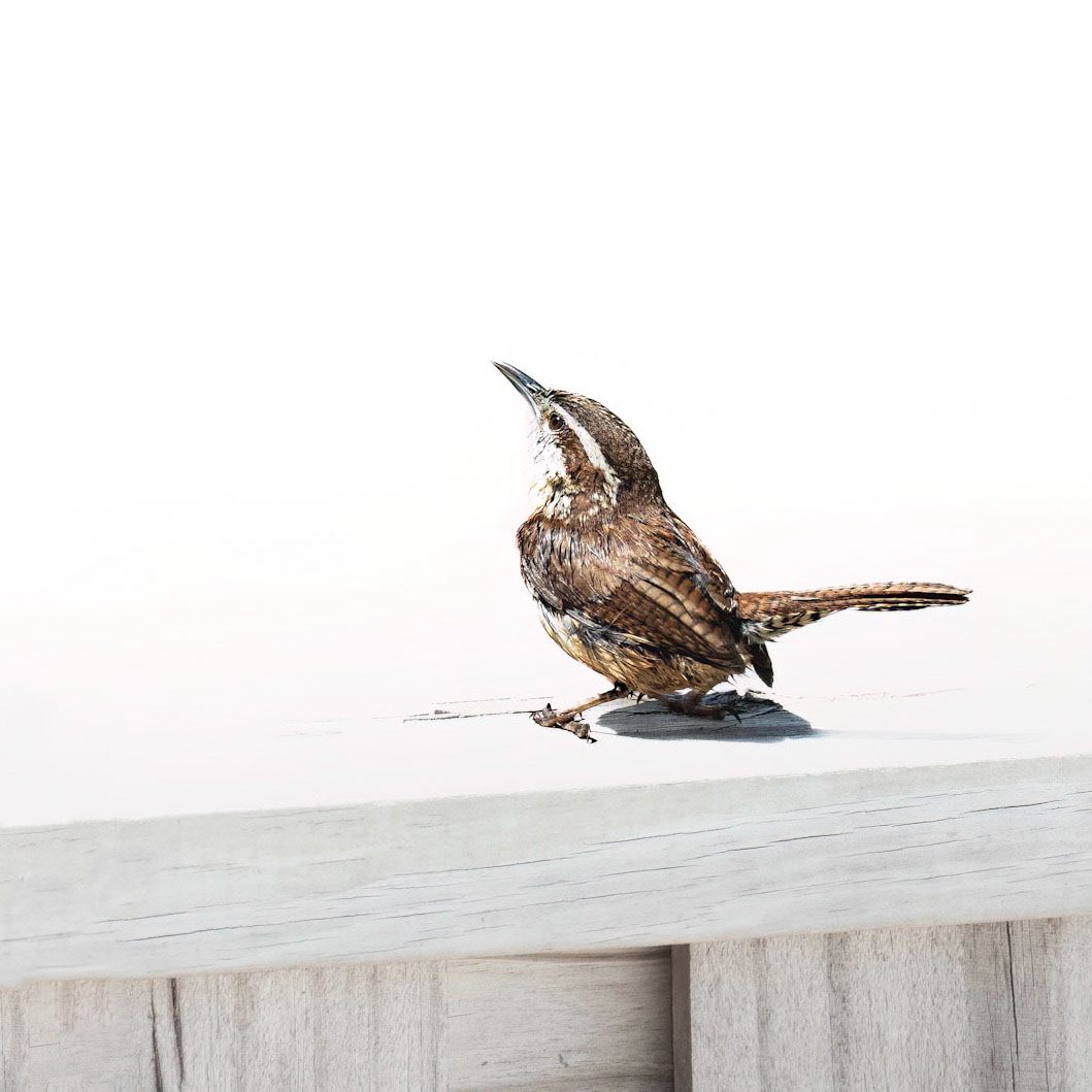 Carolina wren 1, OIB