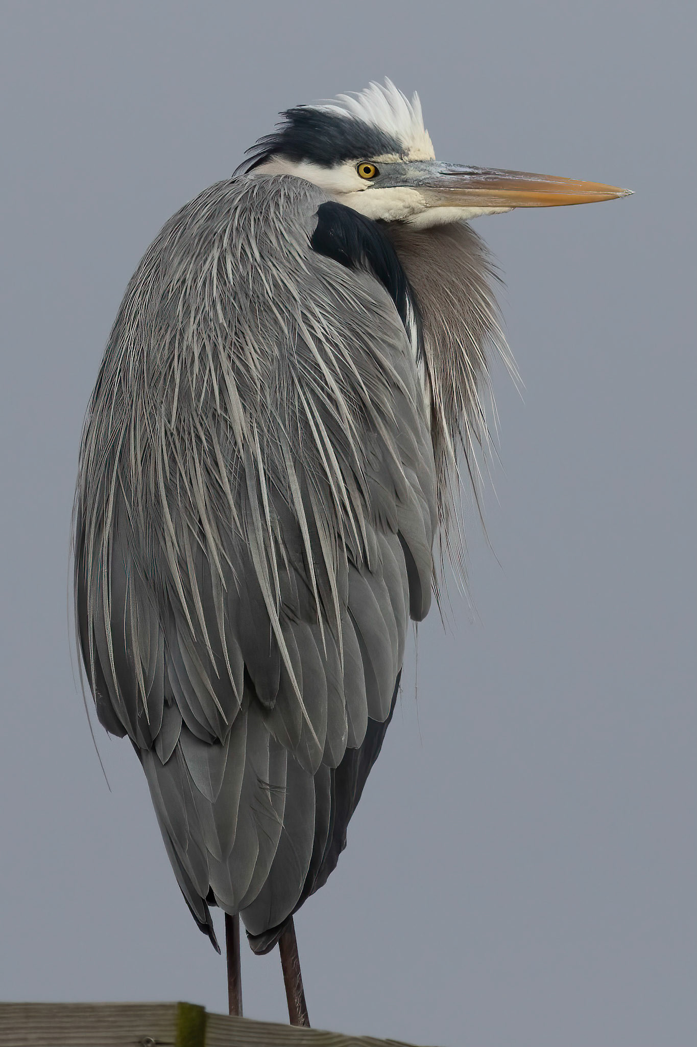 Great Blue Heron 28, Ferry Landing Area, OIB
