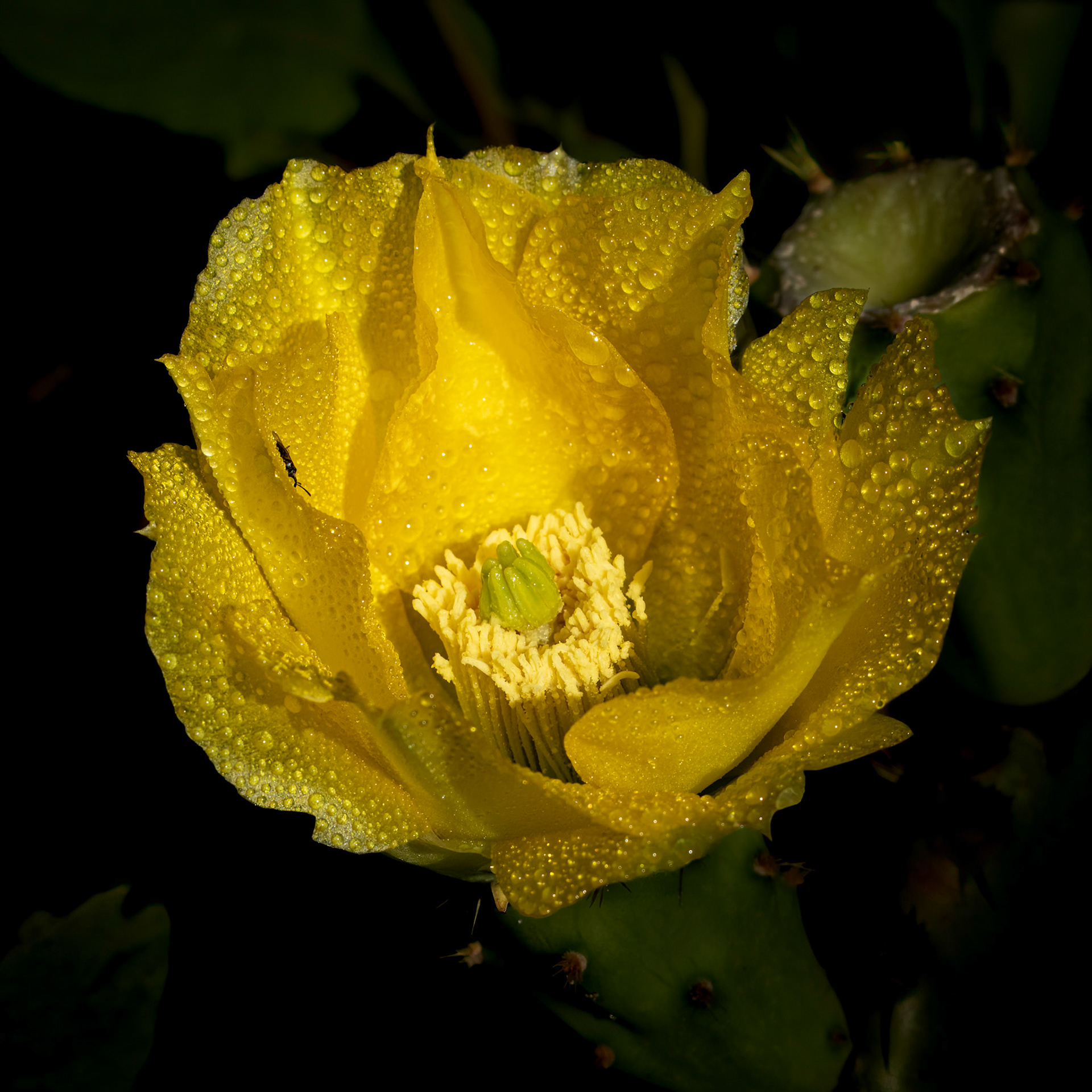 Prickly pear 8, OIB east end