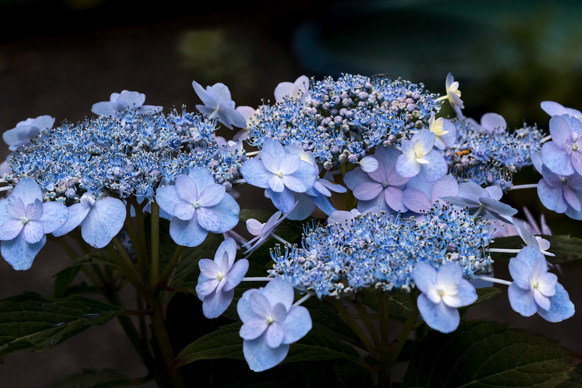 Hydrangea 1, Brunswick County Botanical Gardens