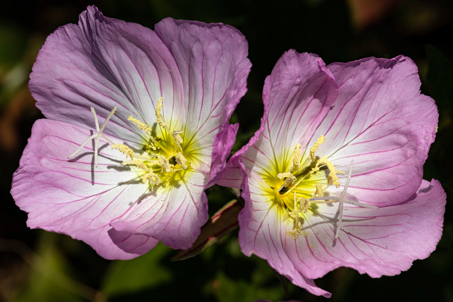 Evening primrose 2, OIB East end