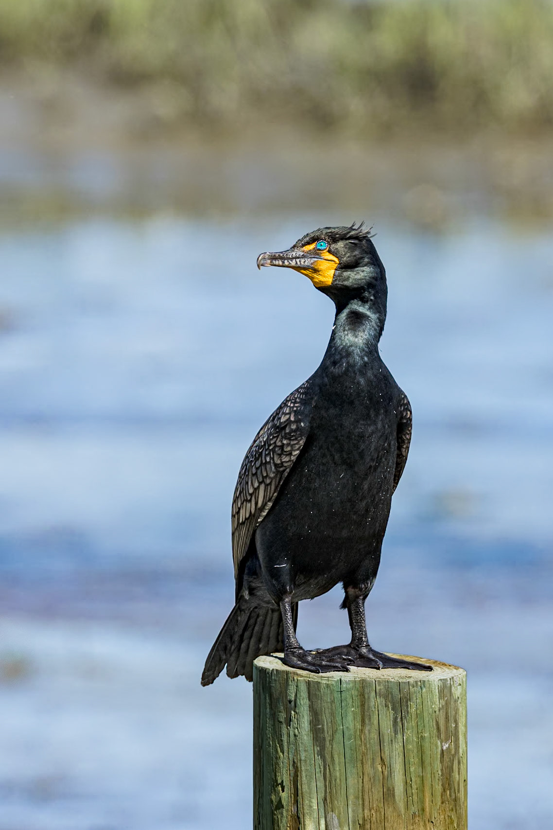 Cormorant 14, Huntington Beach State Park, SC