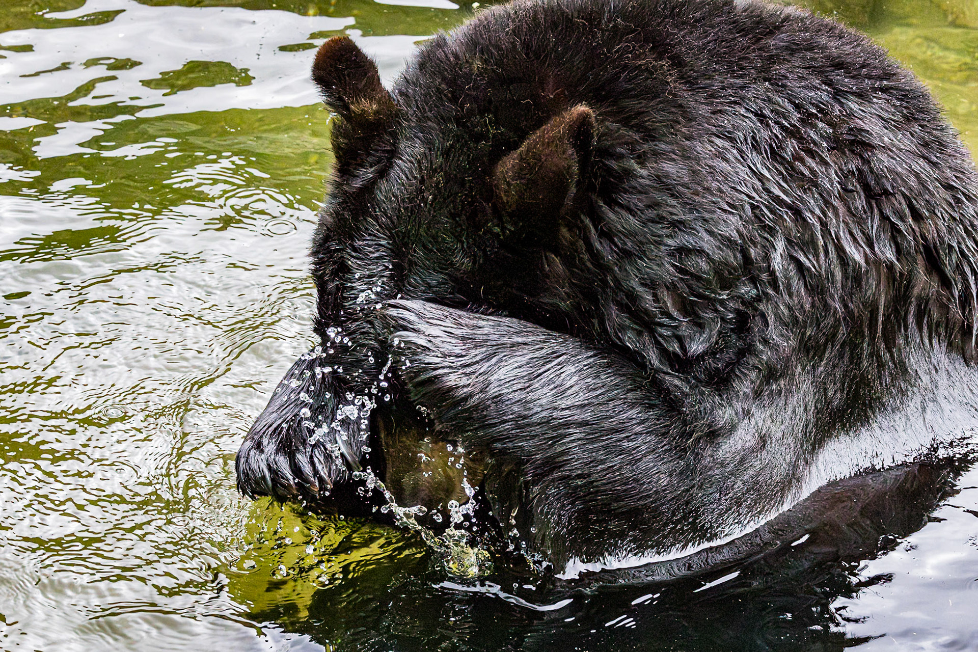 Black bear 9, Grandfather Mountain, NC