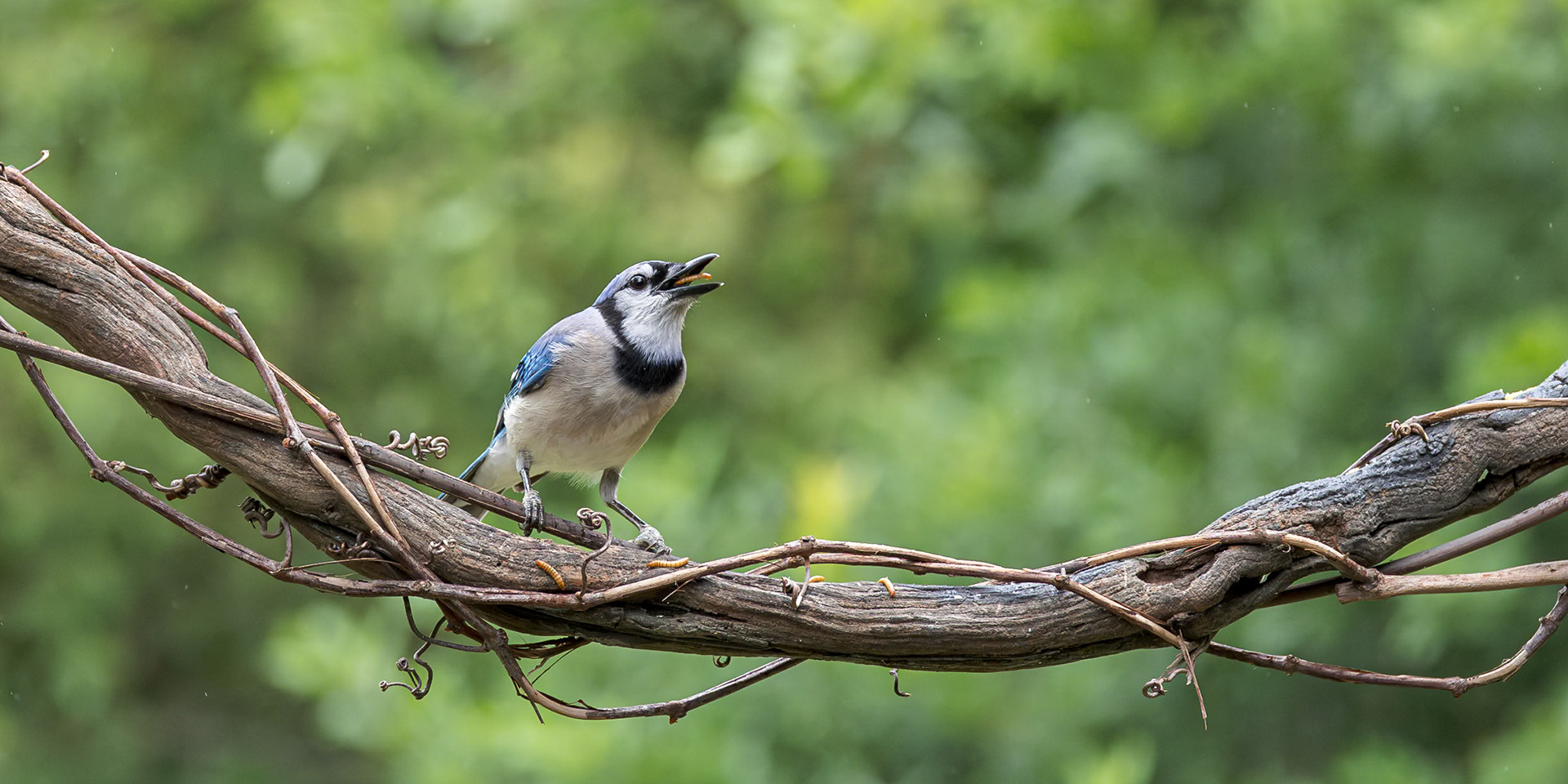 Bluejay 3, The Nut House, Clemson, SC