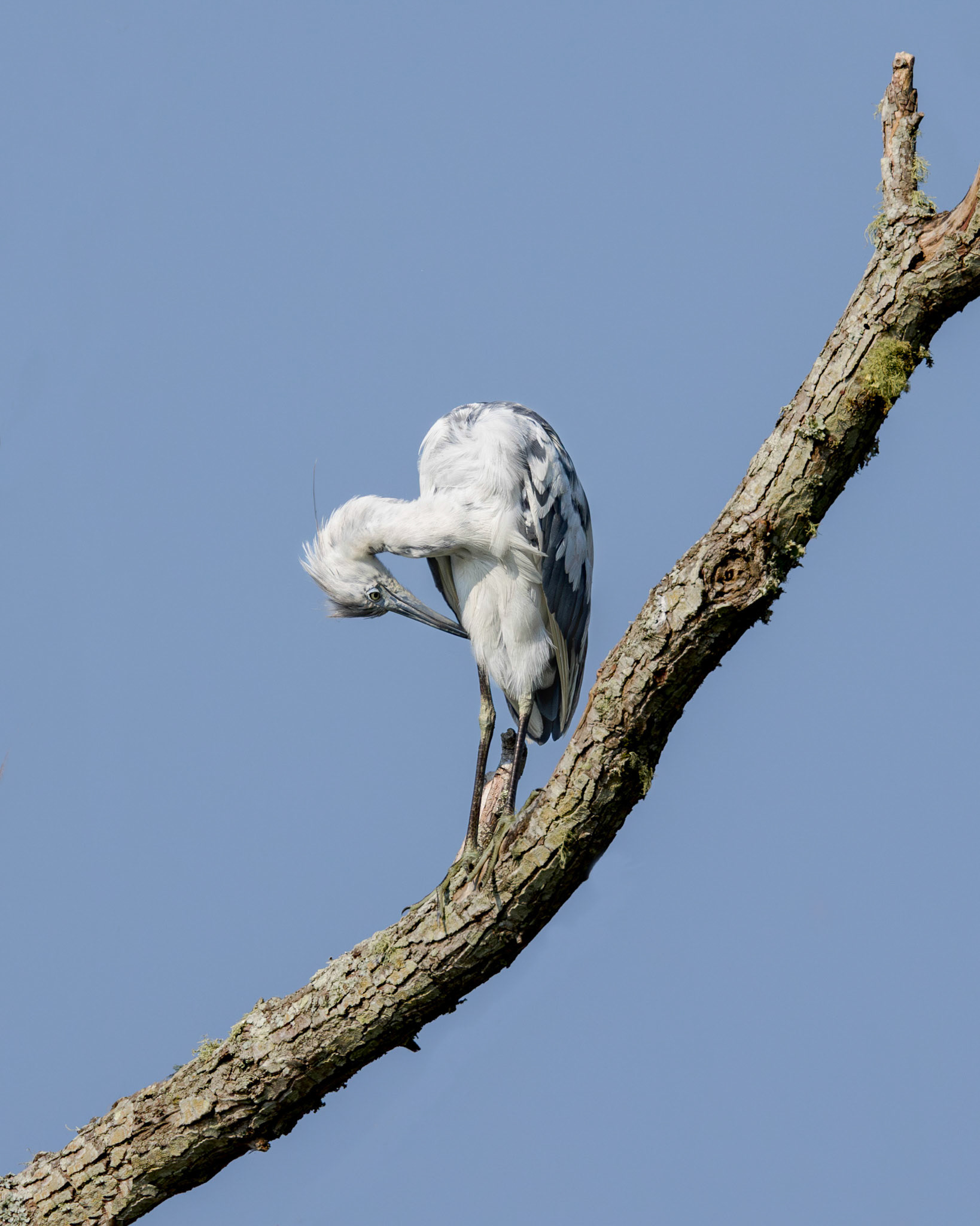 Juvenile Little Blue Heron morphing 16, Huntington Beach State Park, SC