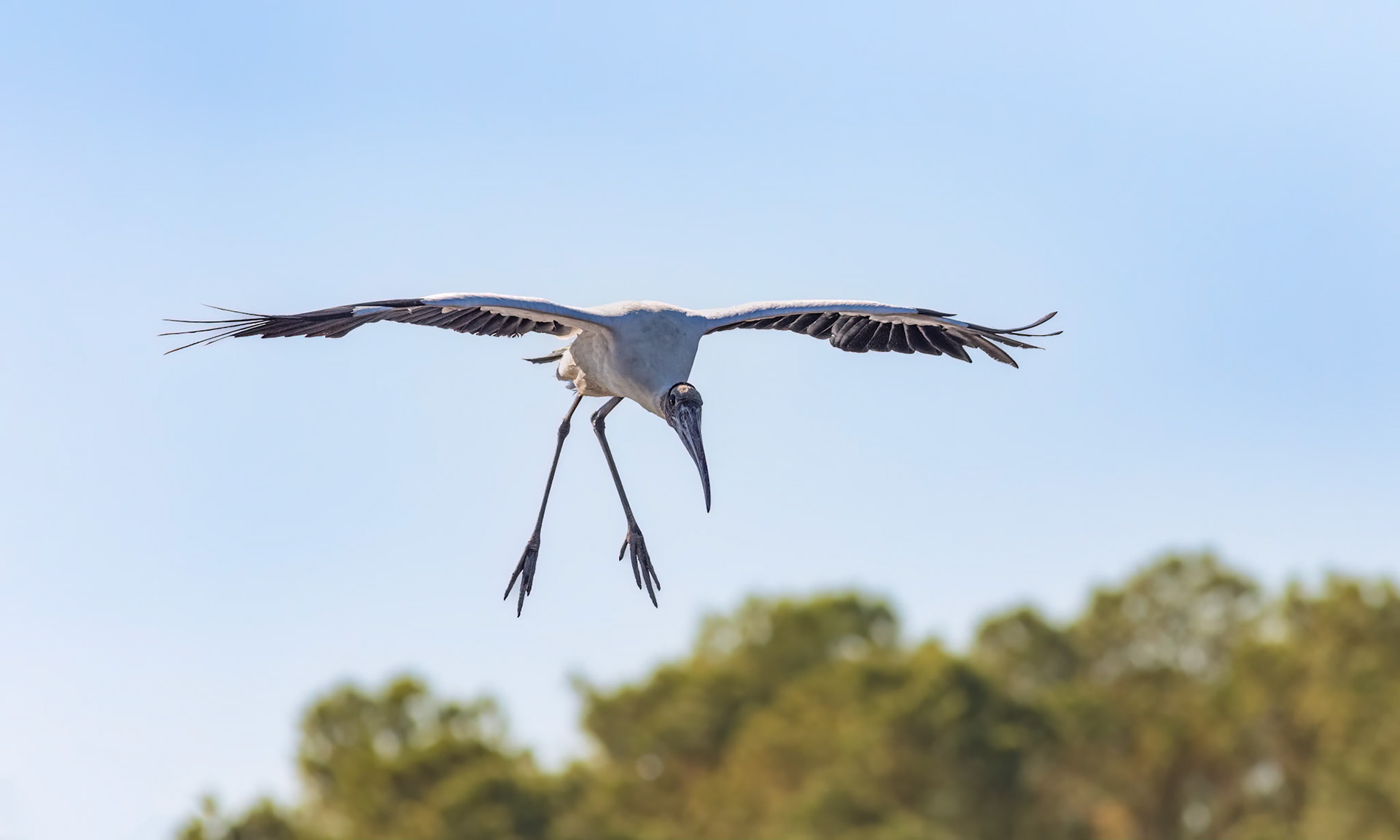 Woodstork 3, Huntington Beach State Park, SC