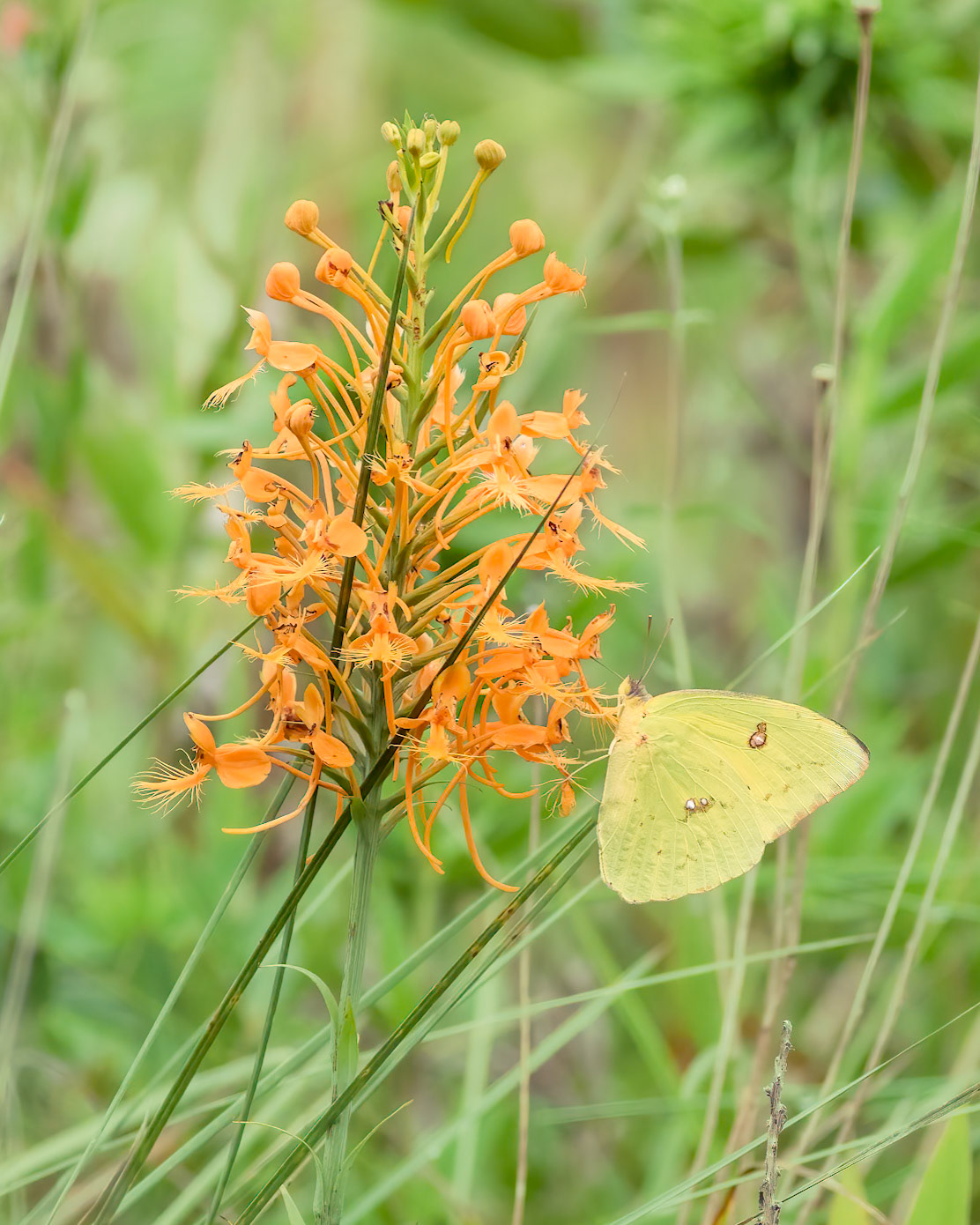 Orange-fringed orchid with cloudless sulfur 2, Green Swamp area
