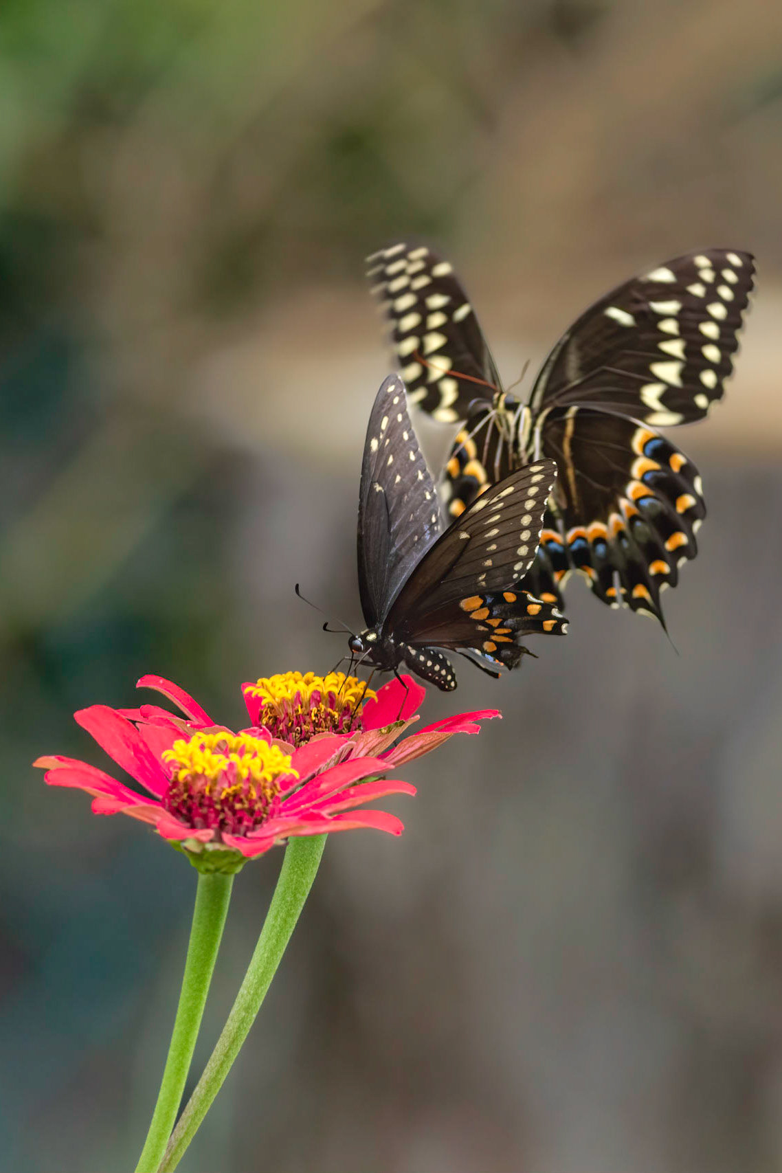 Black swallowtails on zinia with palamedes approaching 1, Brunswick County Botanical Gardens