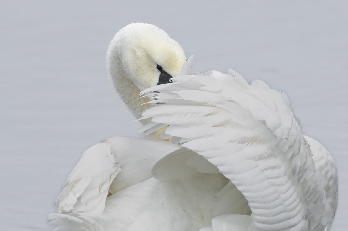 Mute swan 6, Huntington Beach State Park, SC