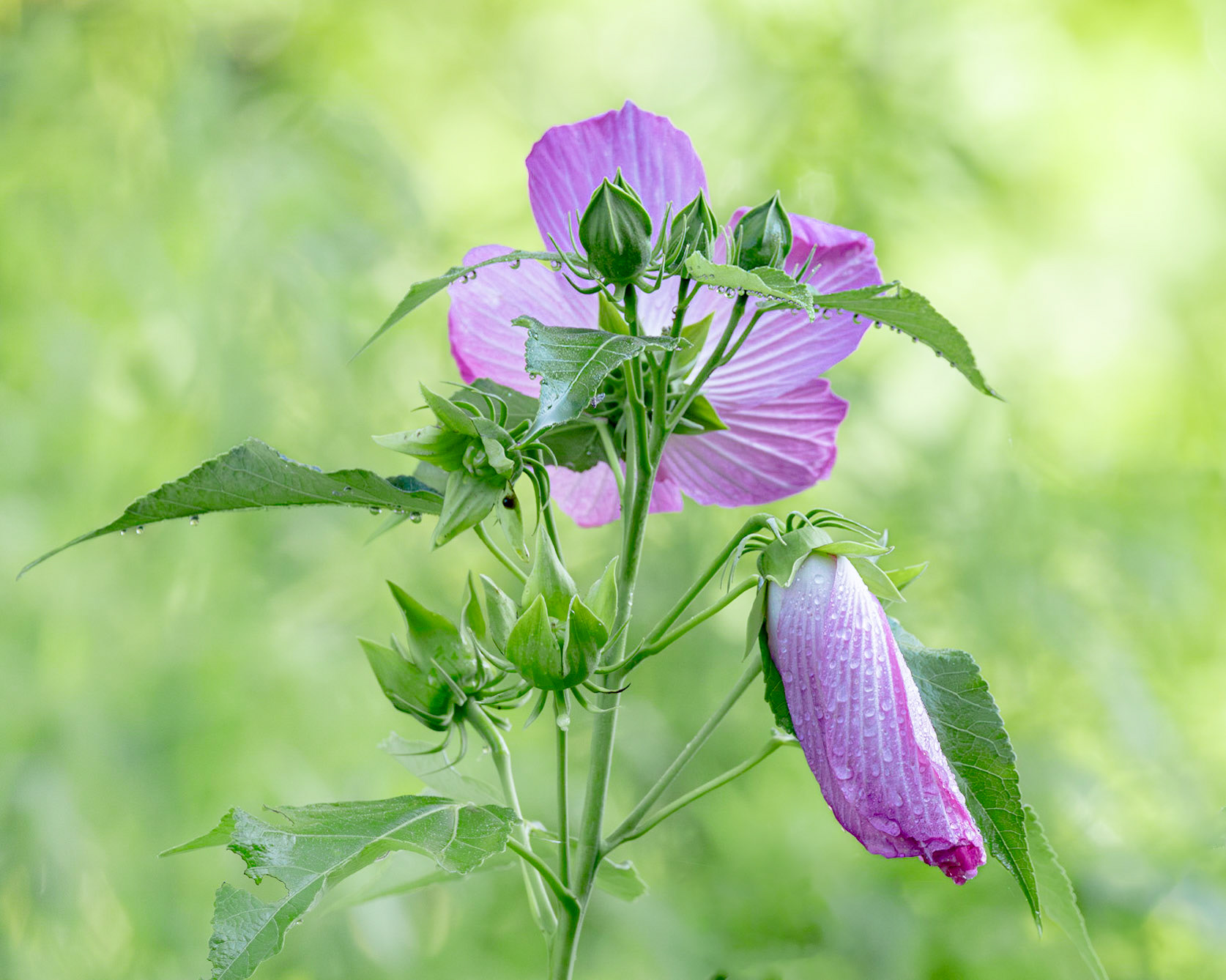 Hibuscus 4, Green Swamp area