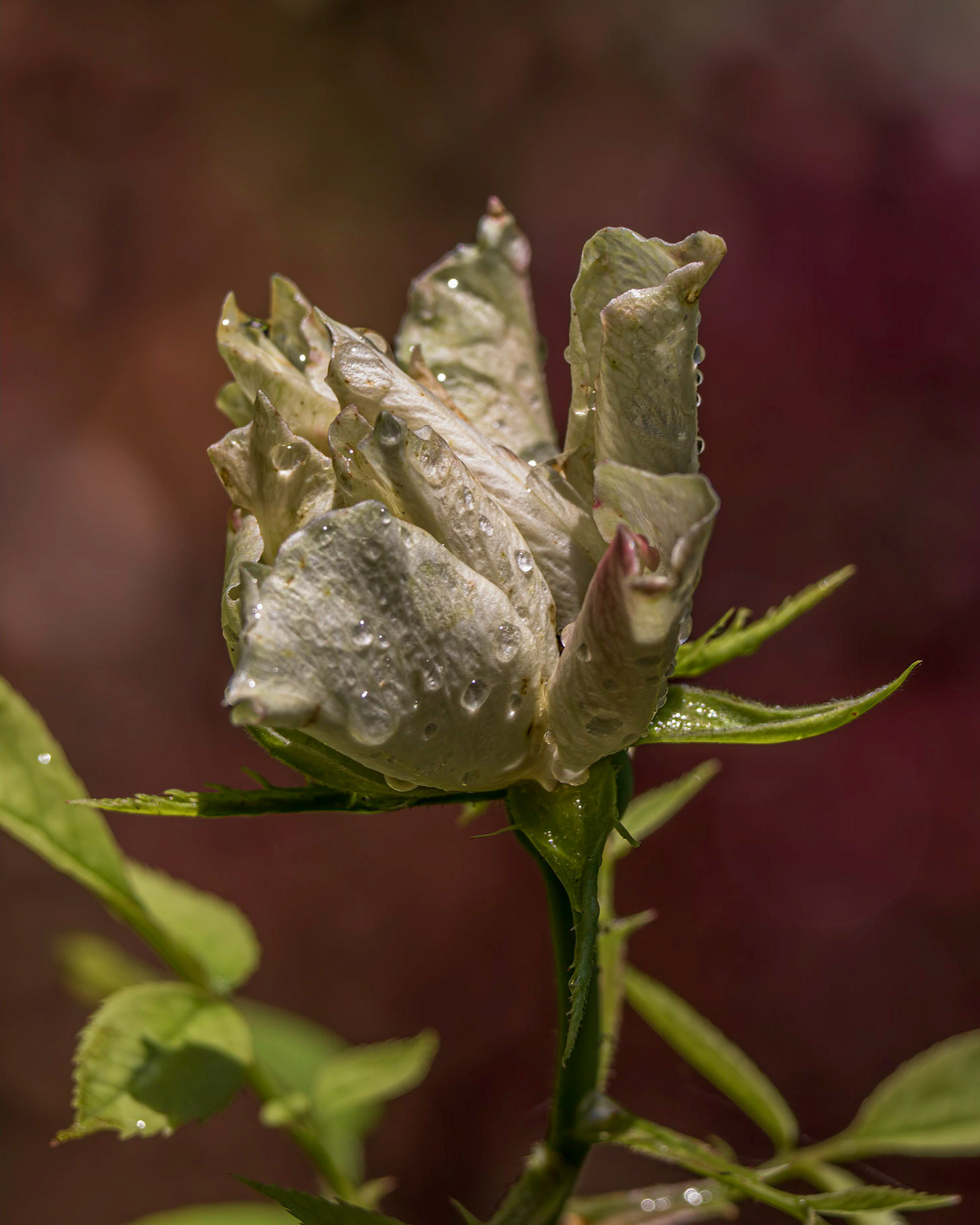 Rose 5, Brunswick County Botanical Gardens