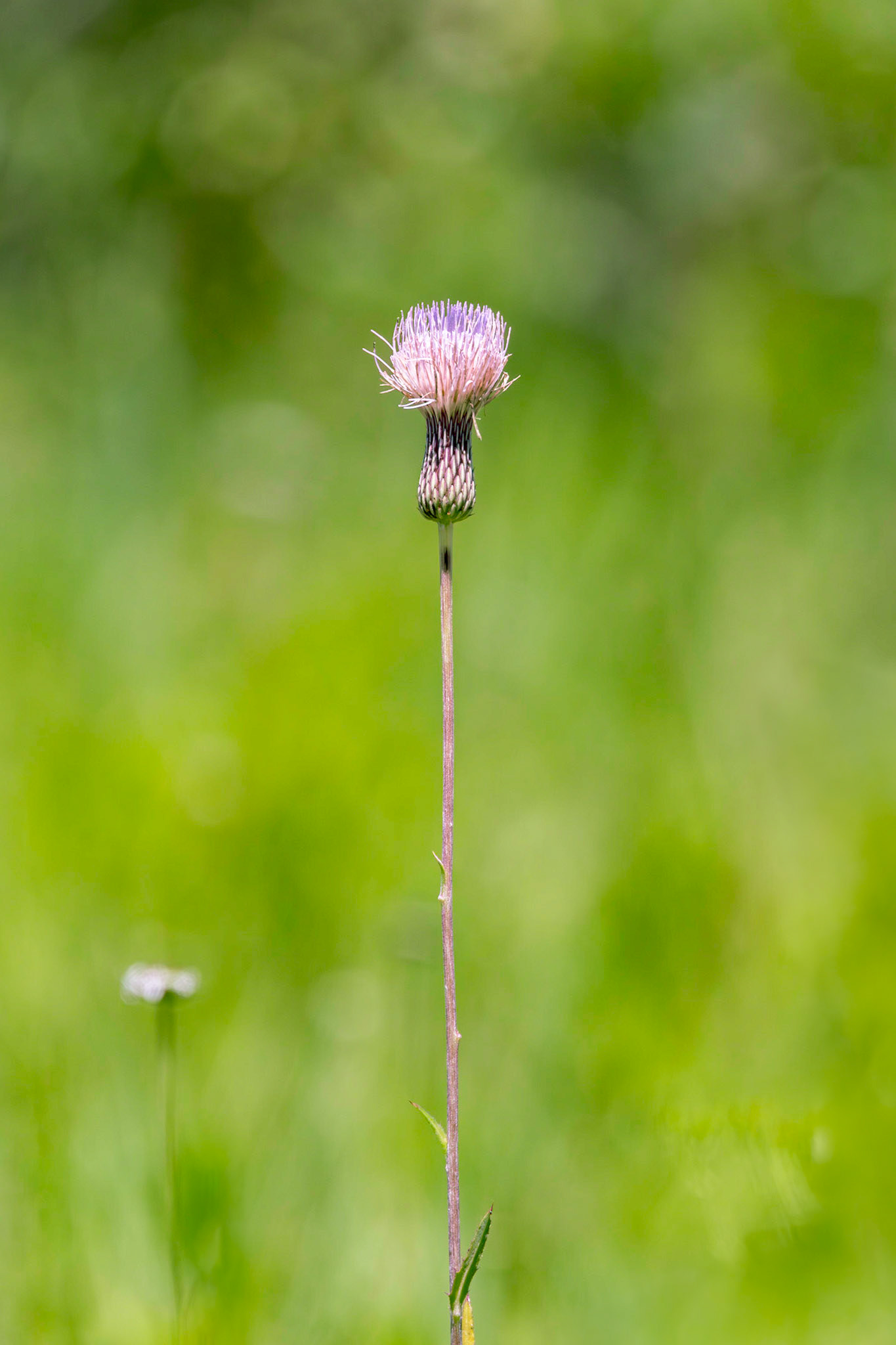 Le Conte's thistle, Green swamp area