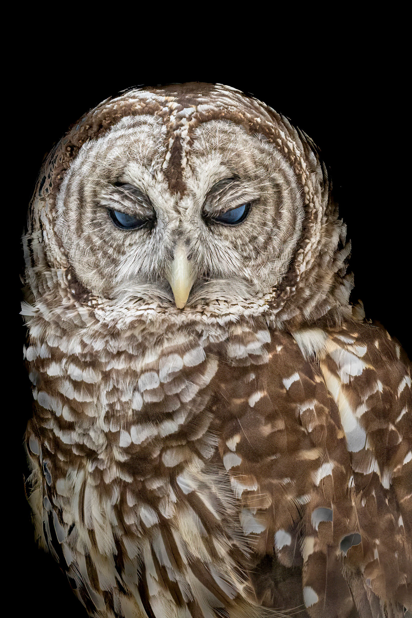 Barred owl 7, Sea Biscuit Wildlife Shelter
