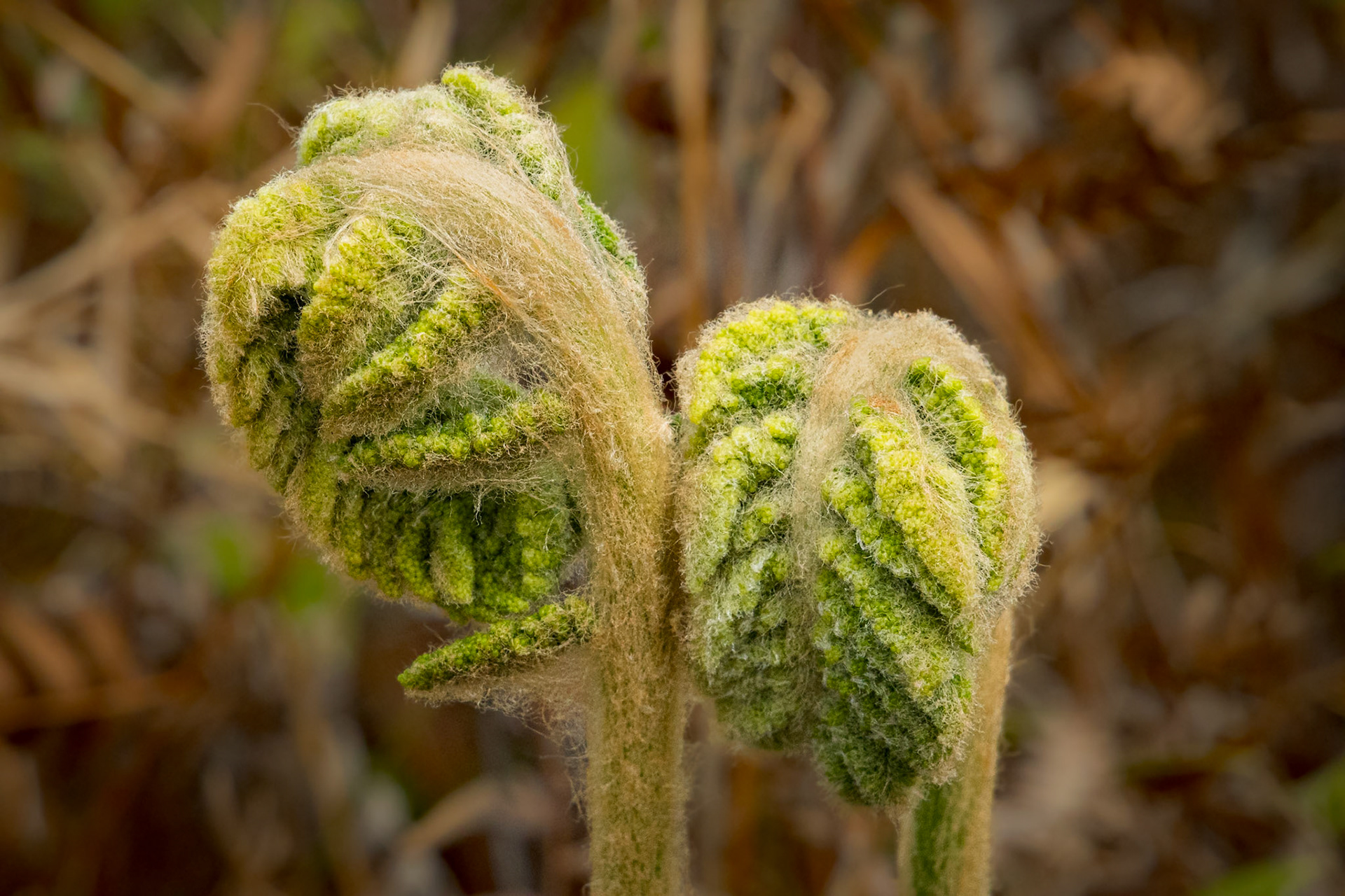 Cinnamon fern 5, Green Swamp Preserve