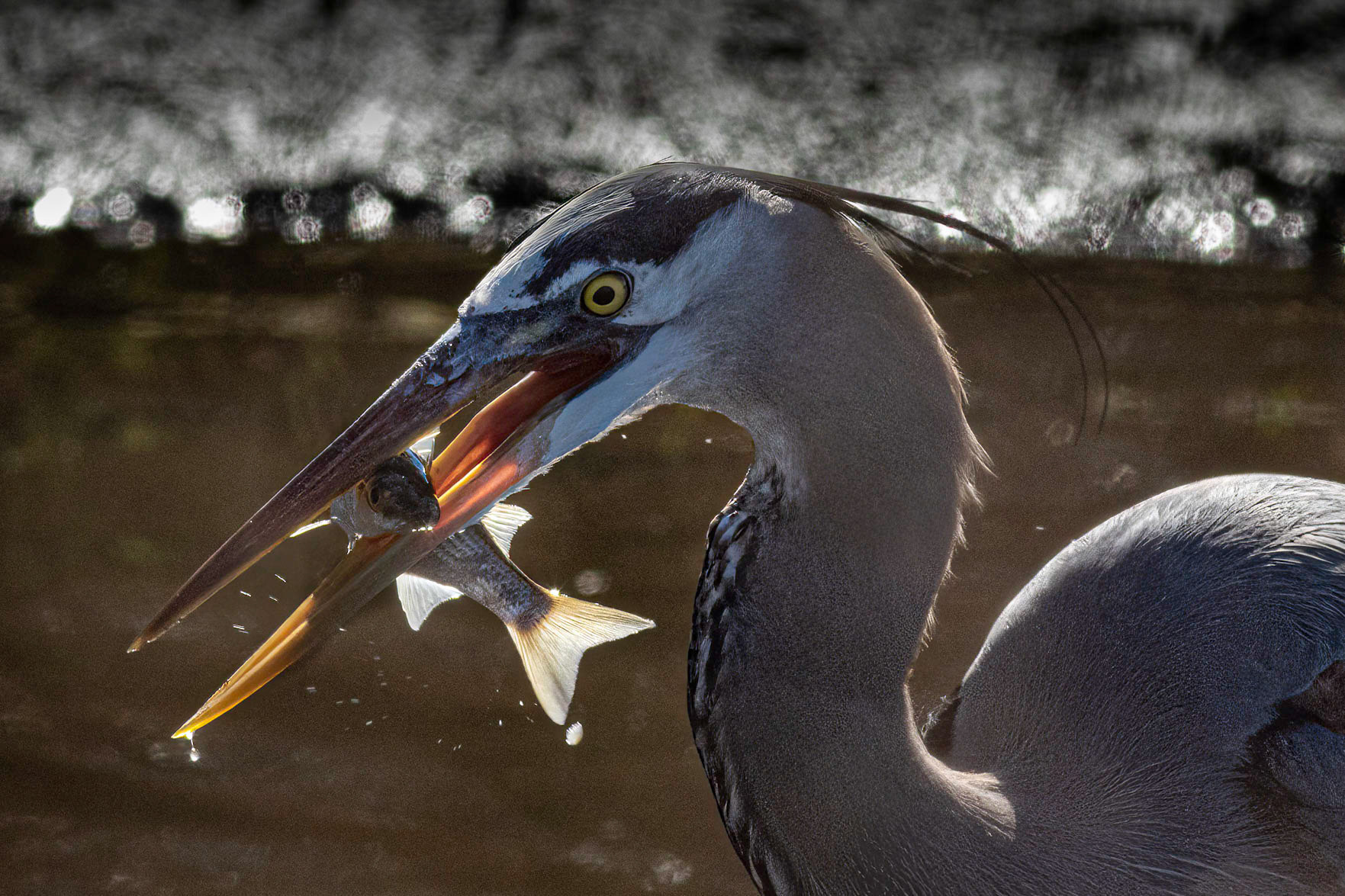 Great Blue Heron 39, Huntington Beach State Park, SC