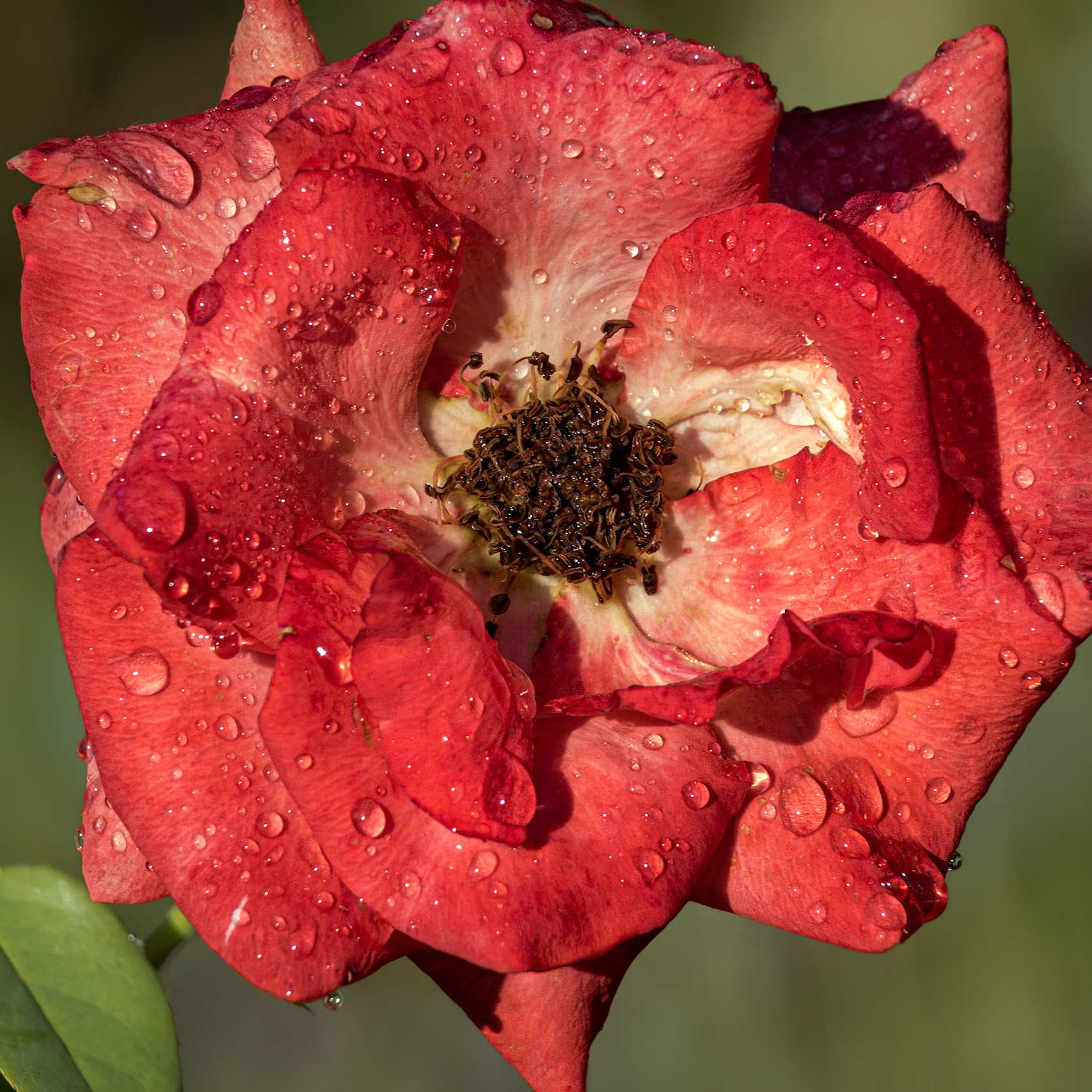 Rose 3, Brunswick County Botanical Gardens