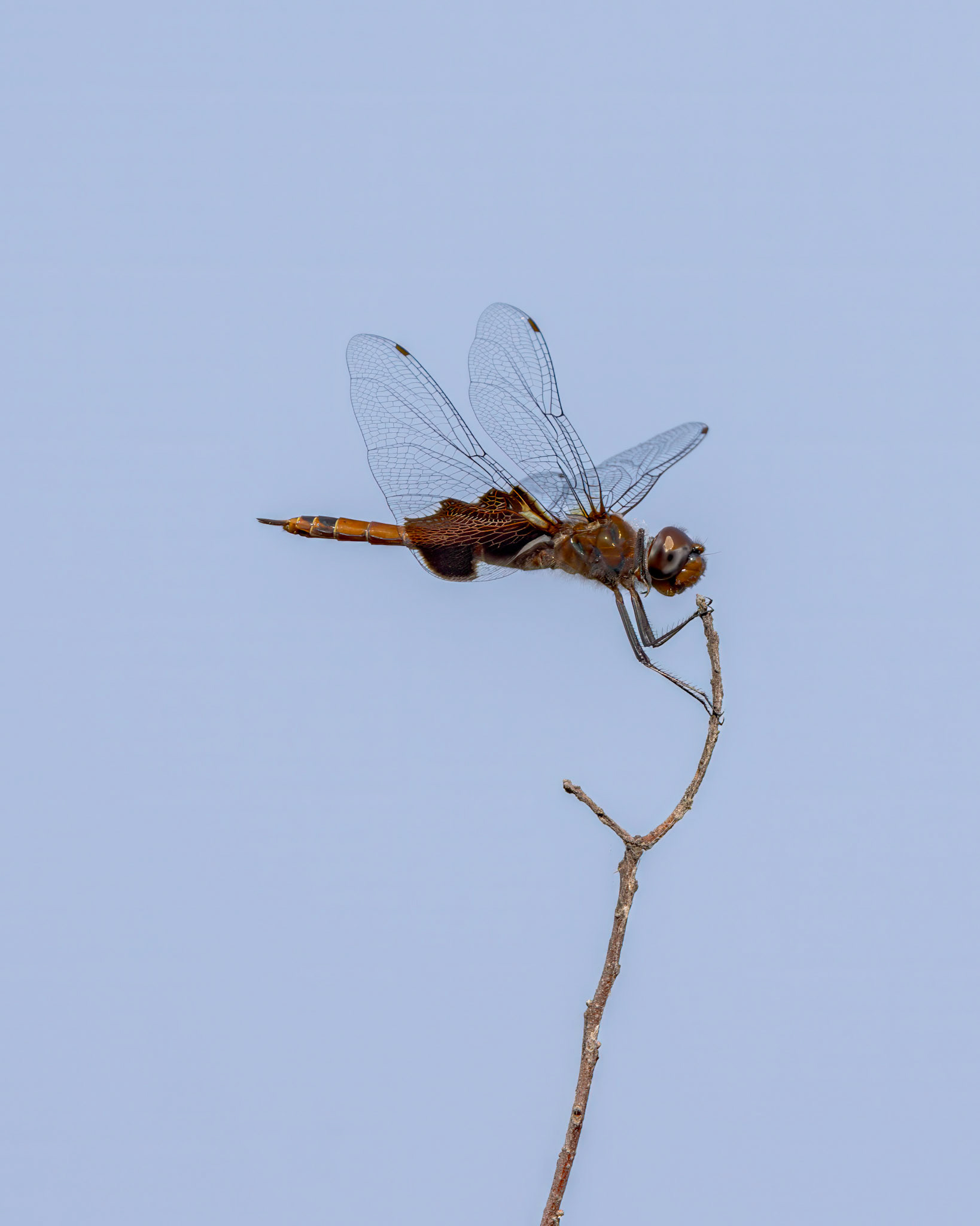 Carolina saddlebags 3, Huntington Beach State Park, SC