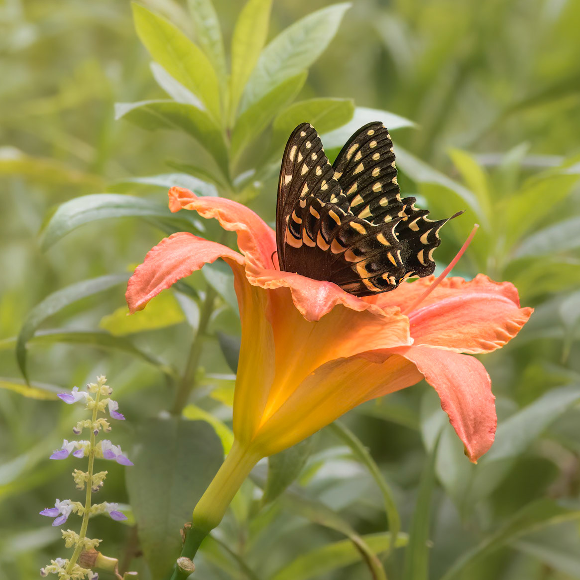 Palamedes swallowtail 13, Brunswick County Botanical Gardens