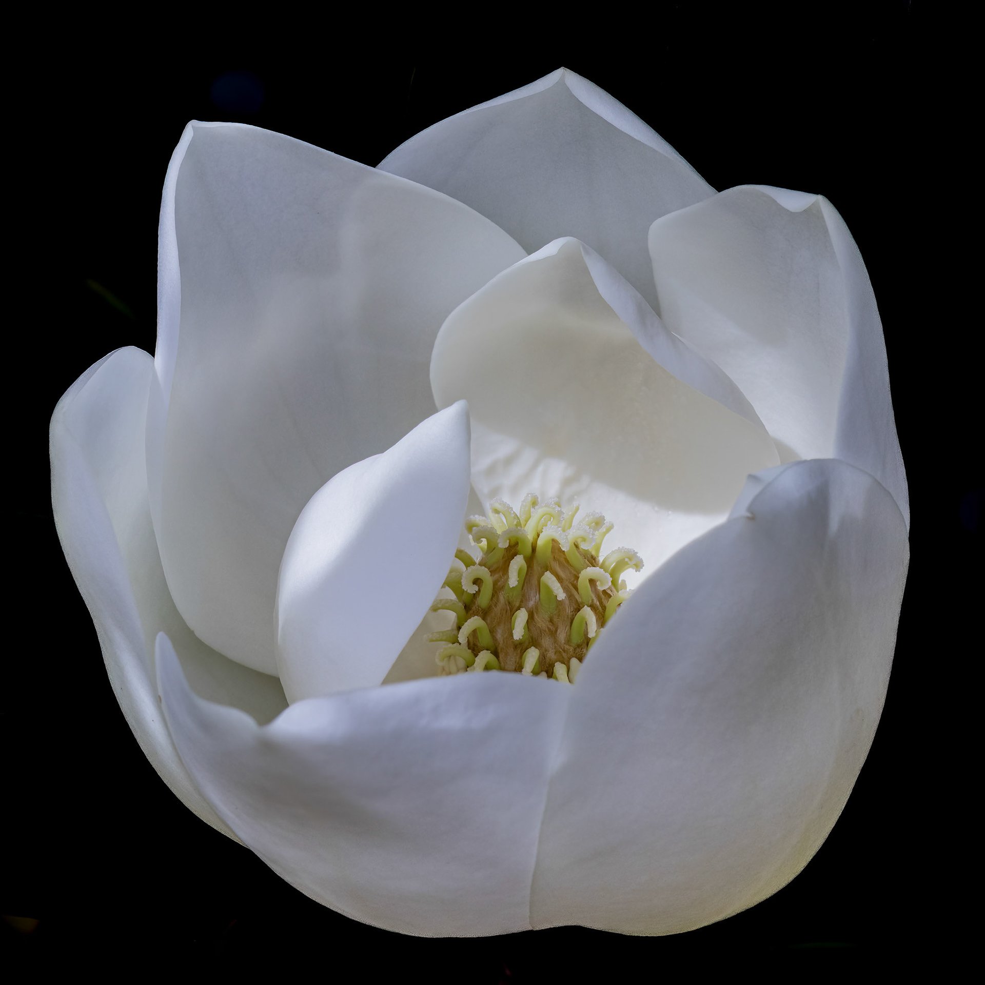 Magnolia 2, Brunswick County Botanical Gardens