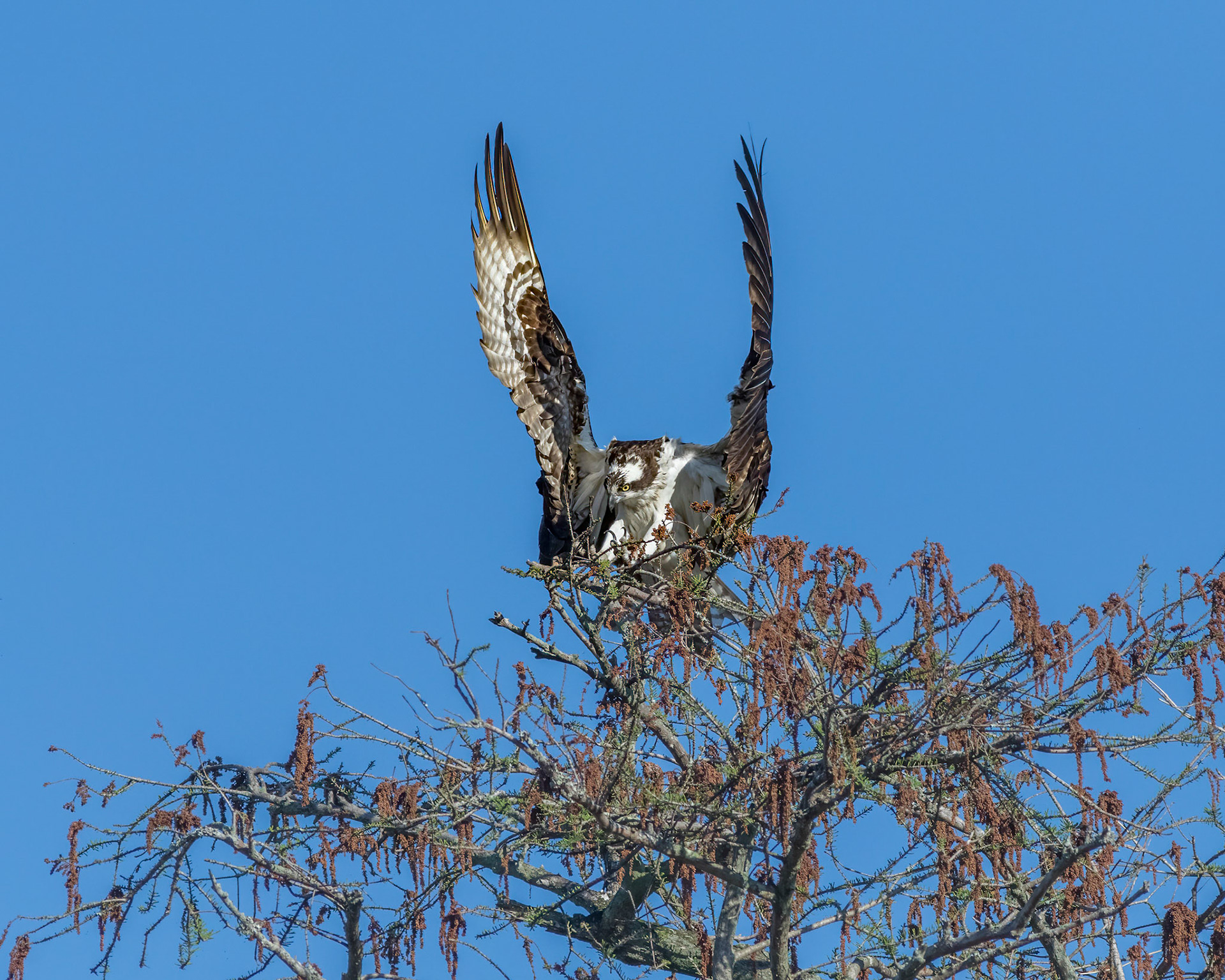 Osprey 71, platforms, Sea Trail