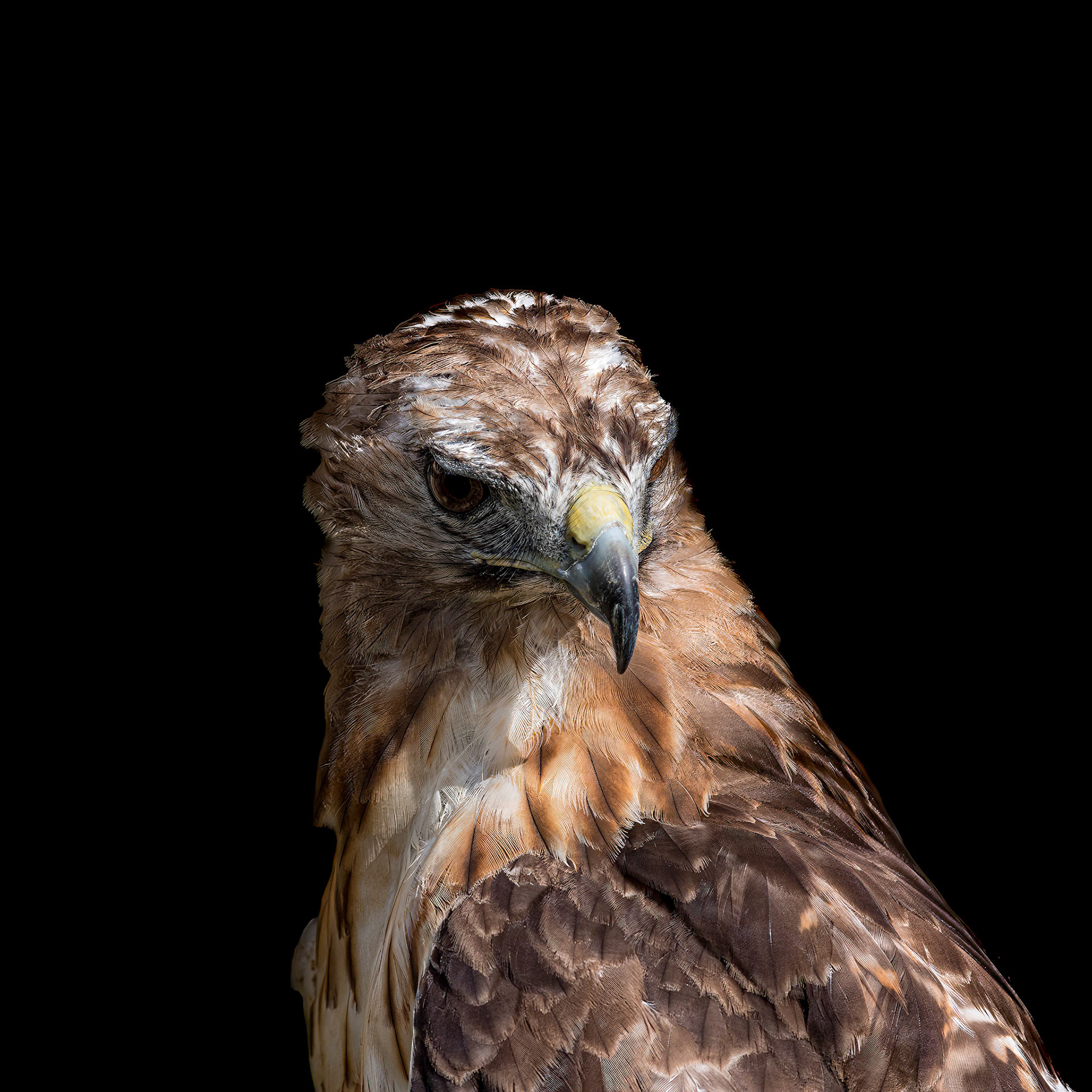 Red tailed hawk 6, Sea Biscuit Wildlife Shelter