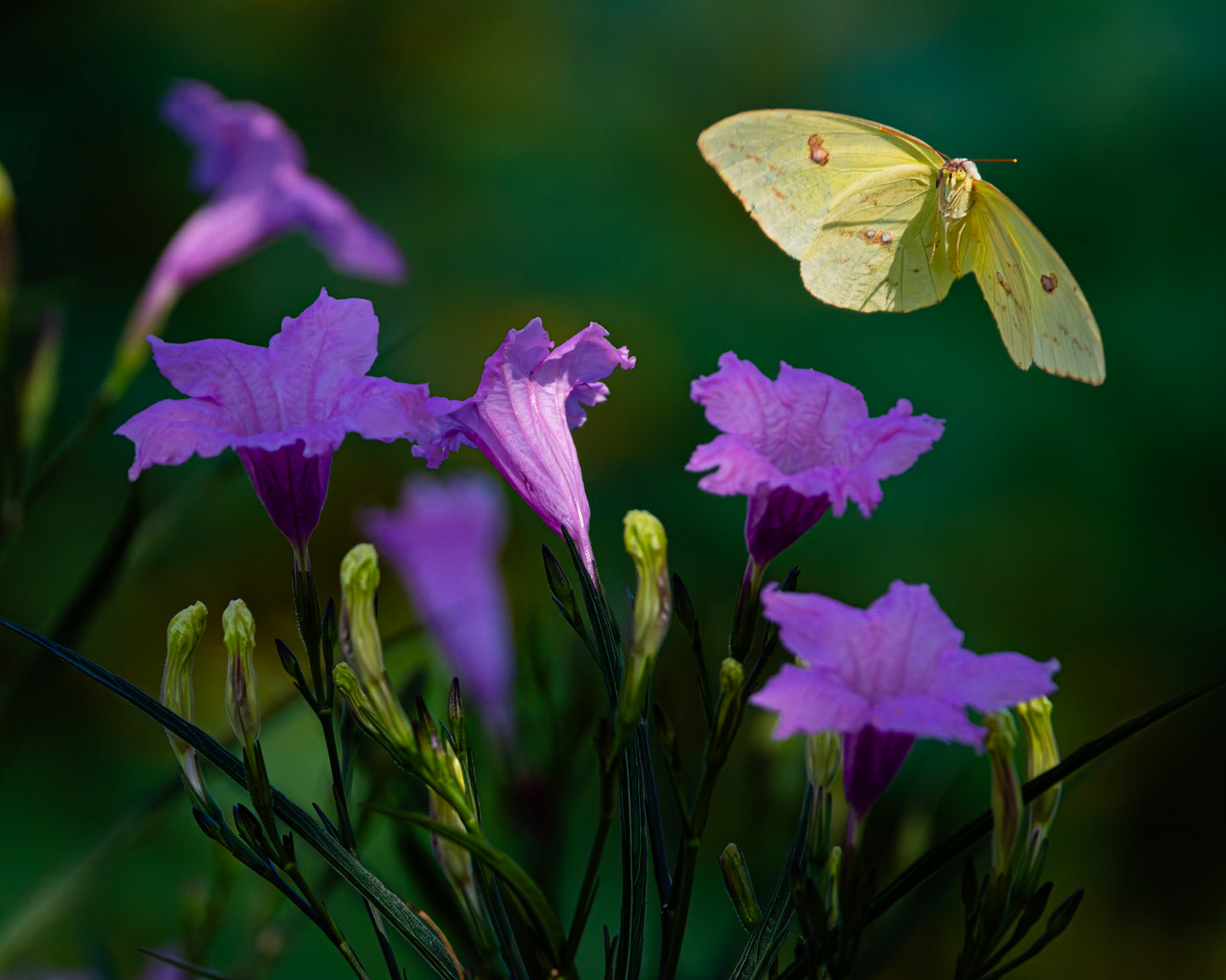Cloudless sulfur on petunia 1b, Brunswick County Botanical Gardens