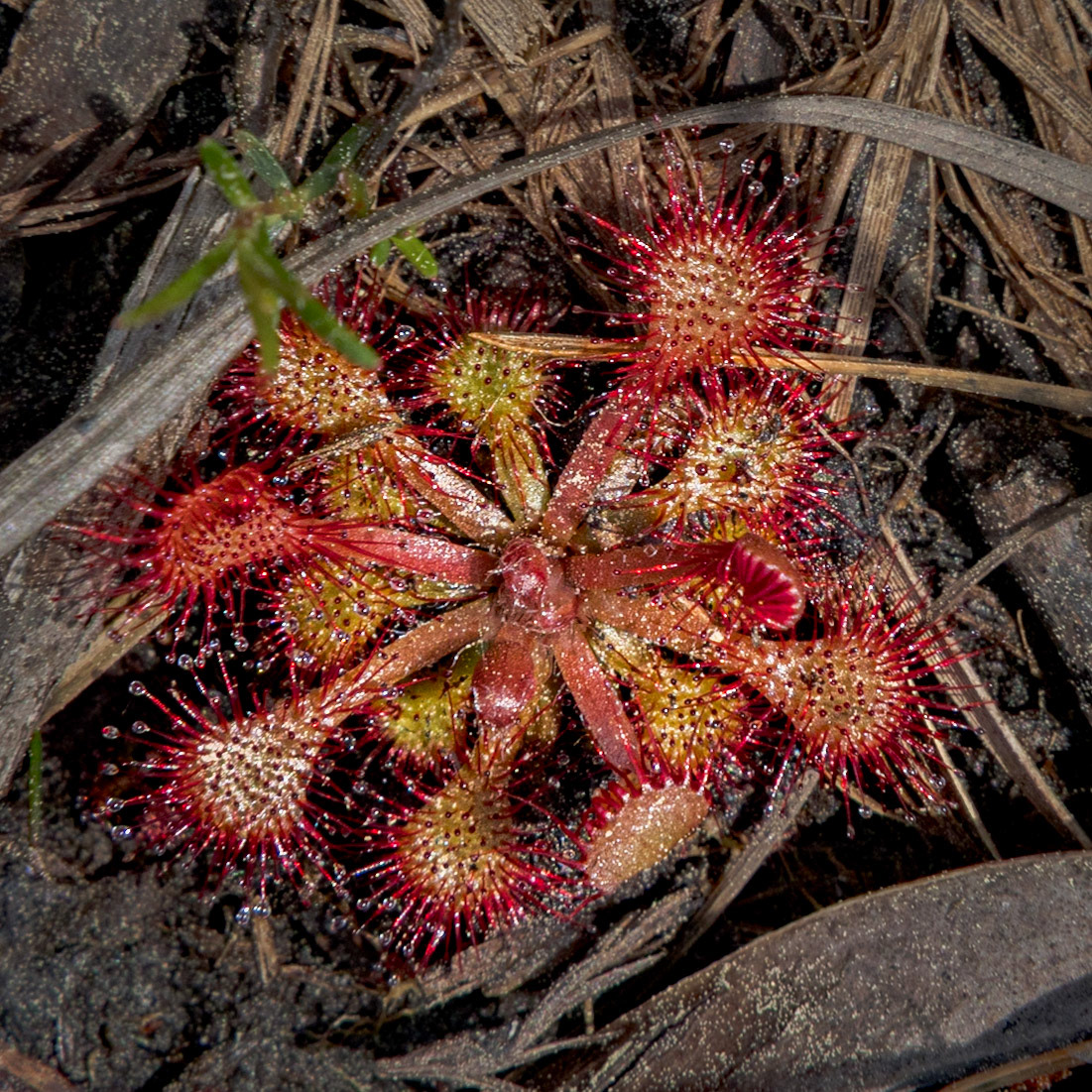 Pink Sundew 4, Green Swamp Preserve