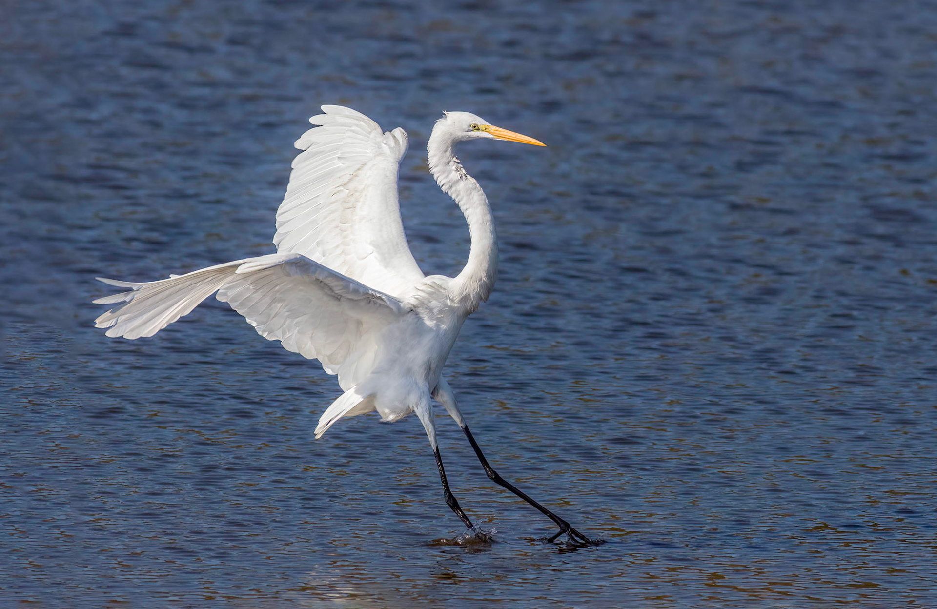Great Egret 37, Huntinton Beach SC
