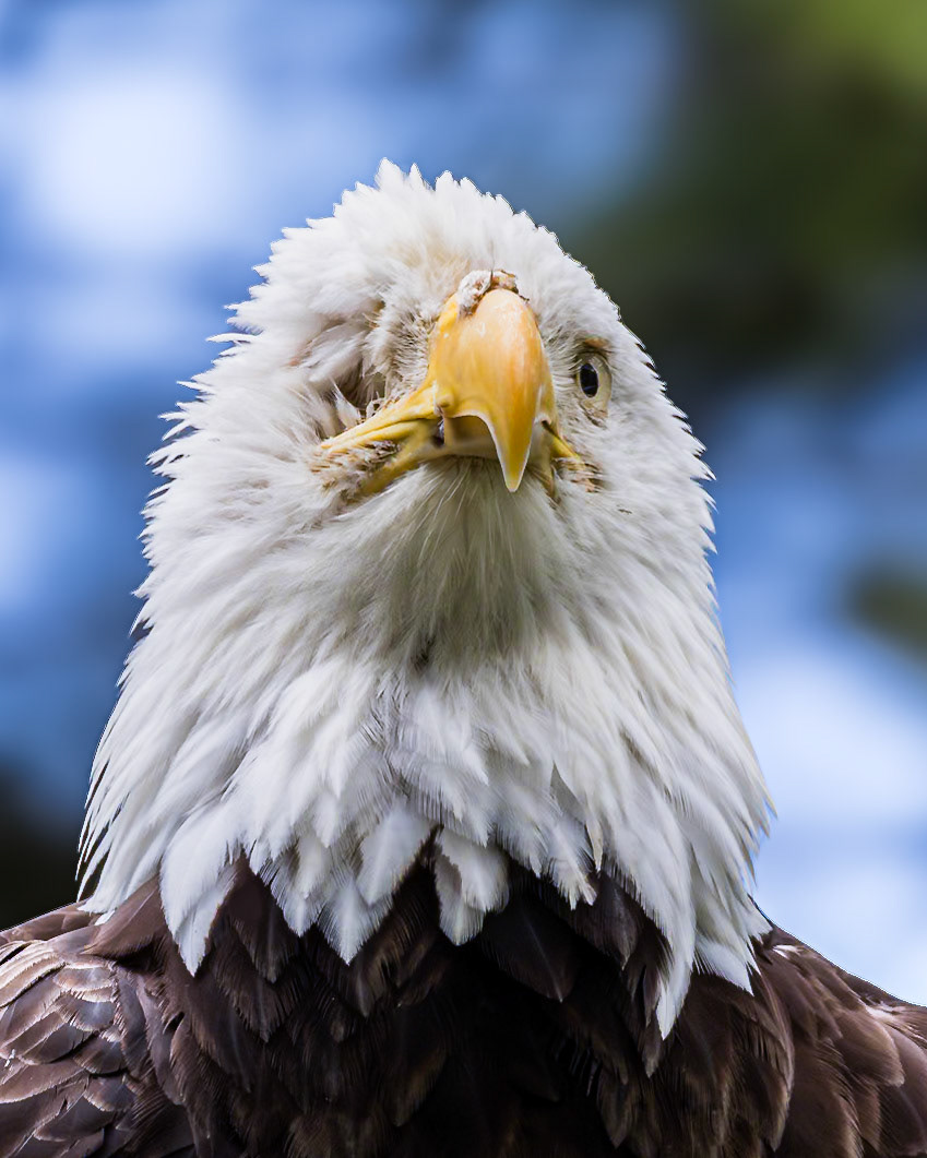 Bald eagle 58, Grandfather Mountain, NC