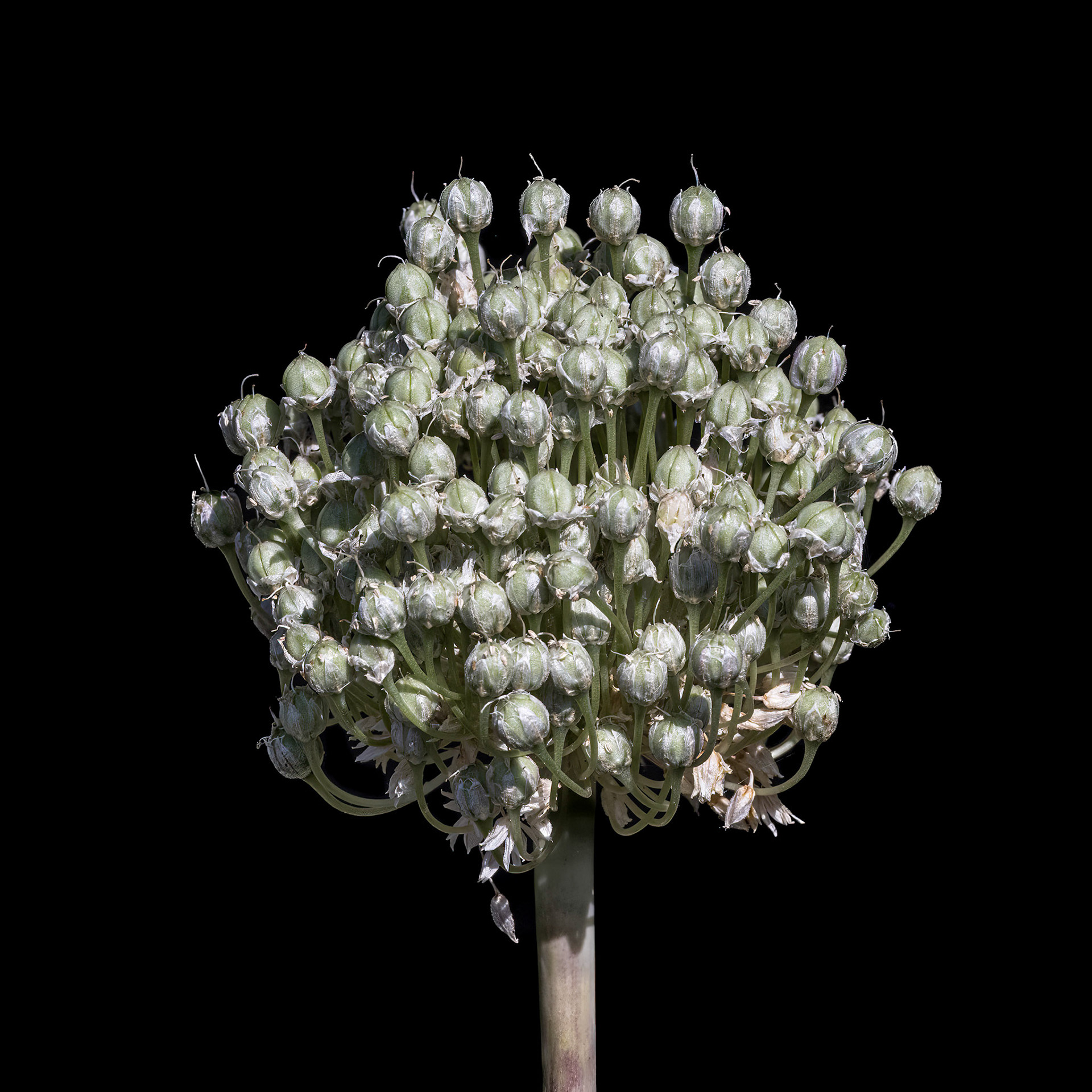 ??? 3, Brunswick County Botanical Gardens