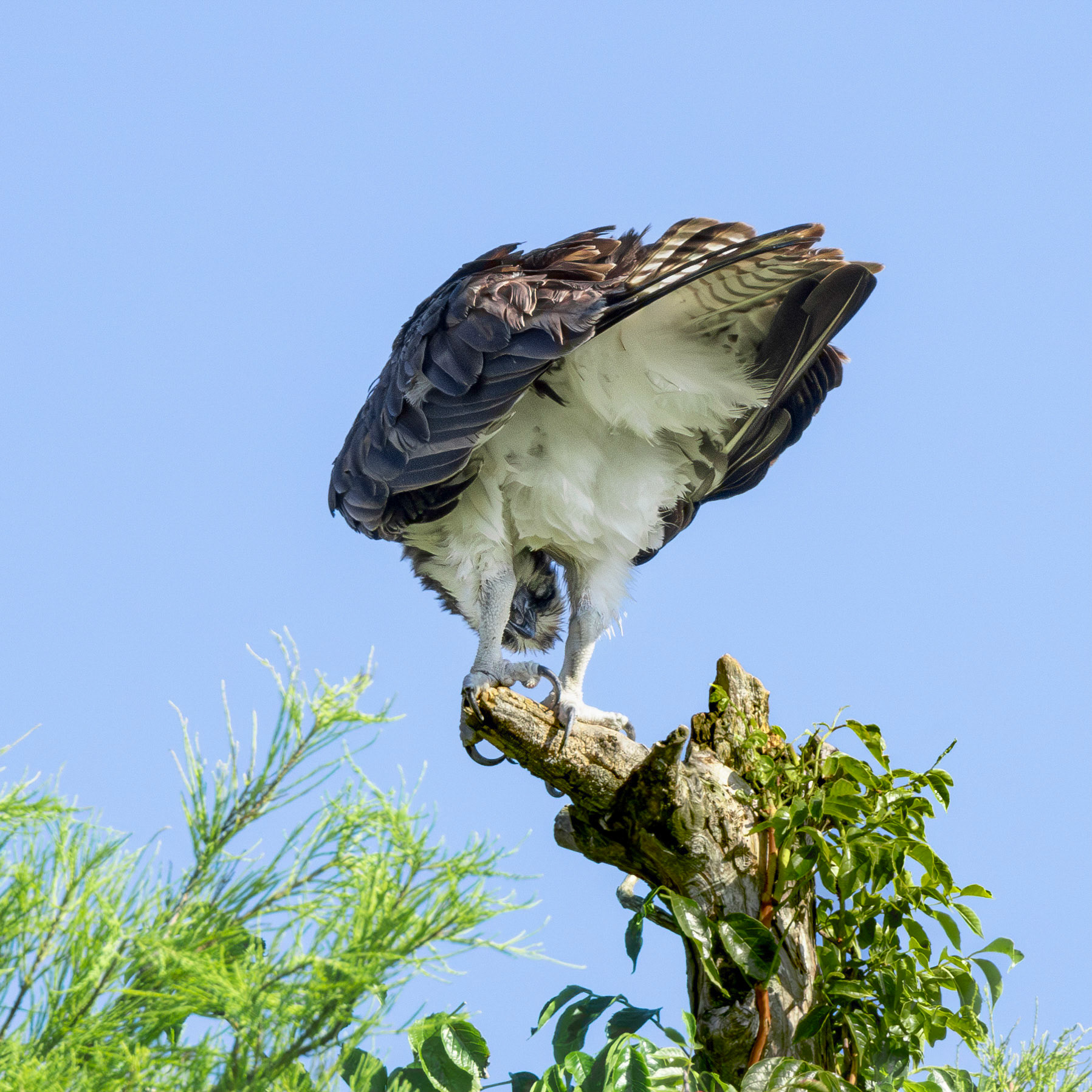 Osprey 114, Sea Trail