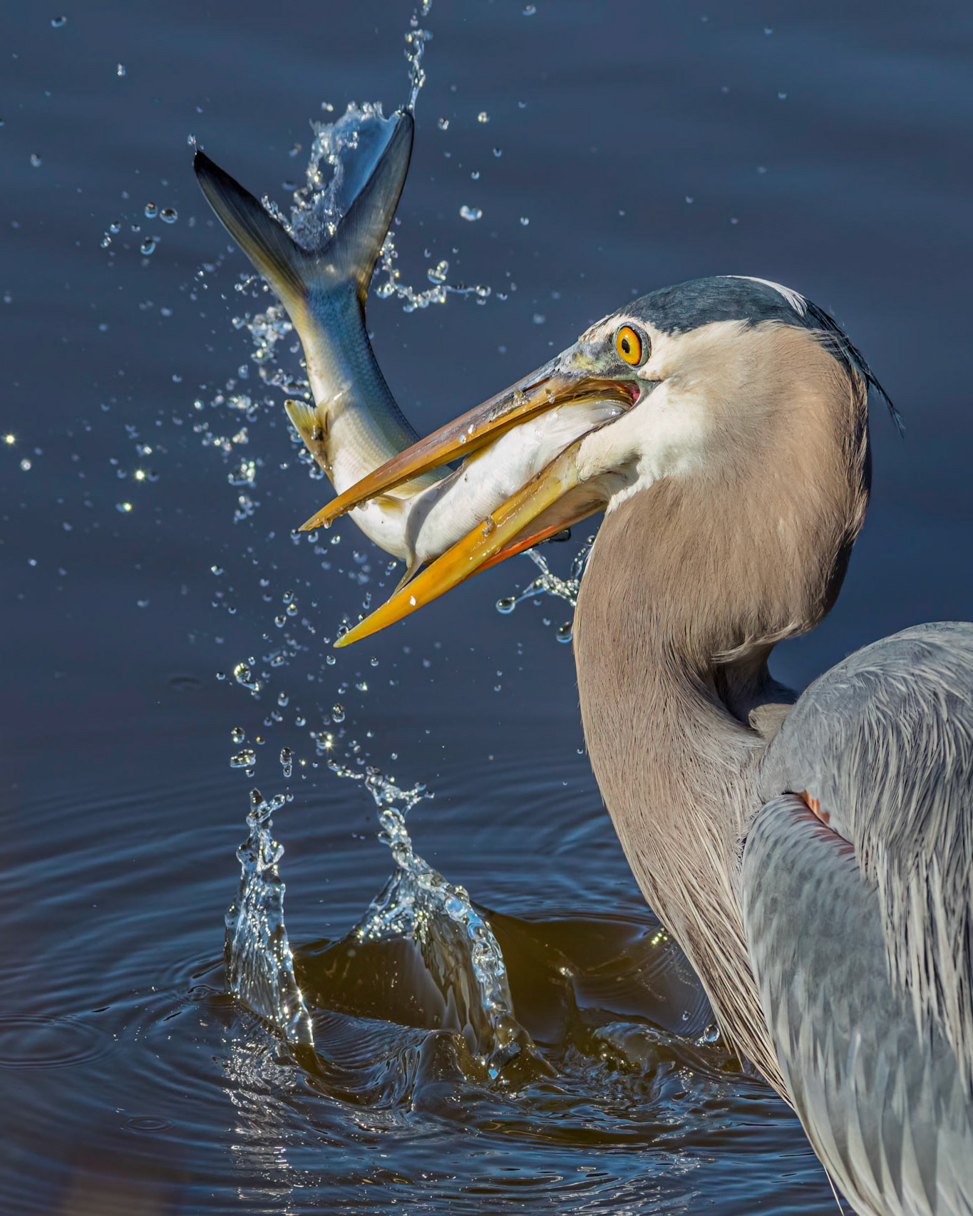 2024 NANPA Semifinalist, Great blue Heron 54, Huntington Beach State Park, SC
