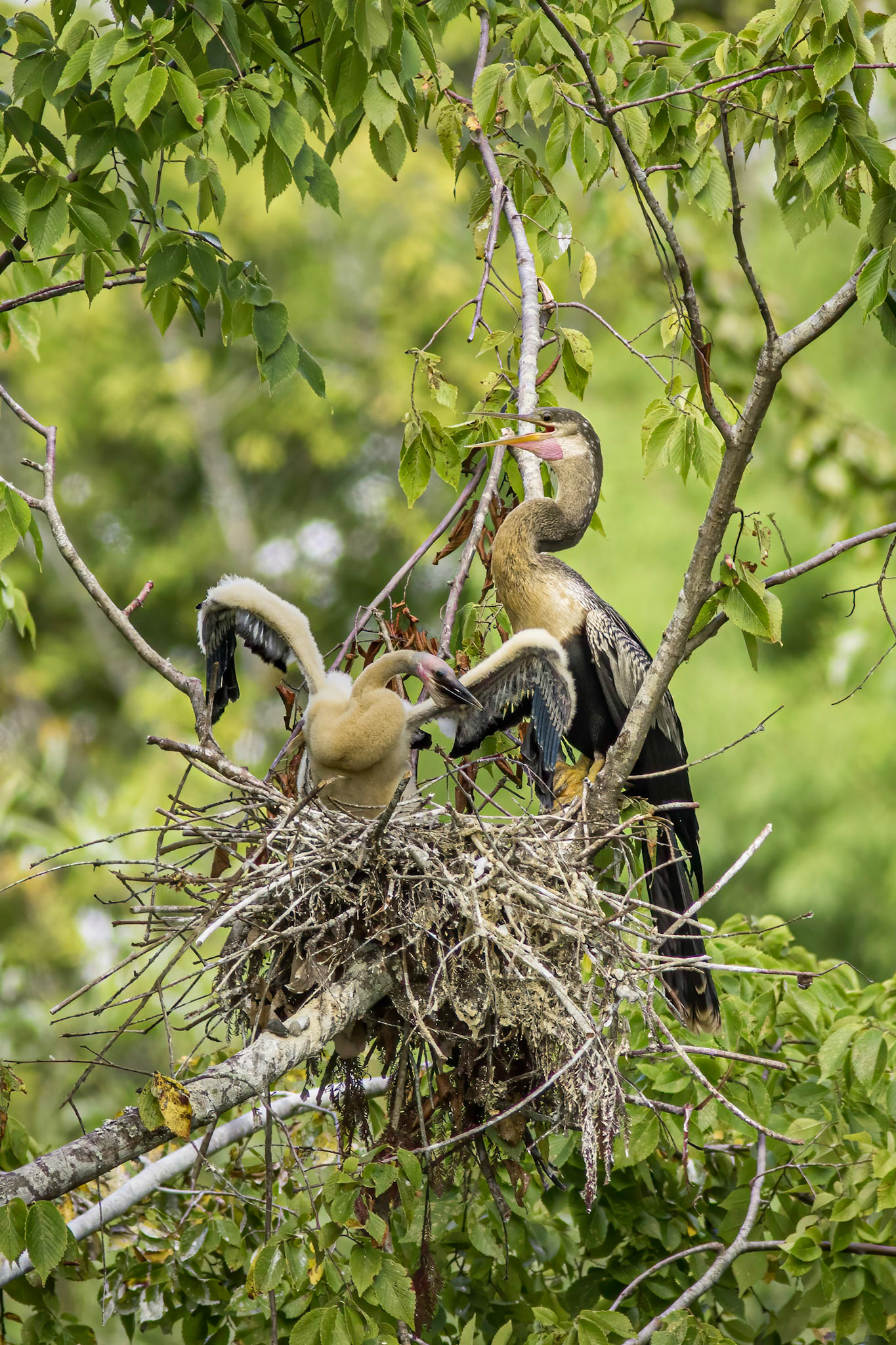 Anhinga nest 48, Sea Trail, Week of August 1, Nest 2