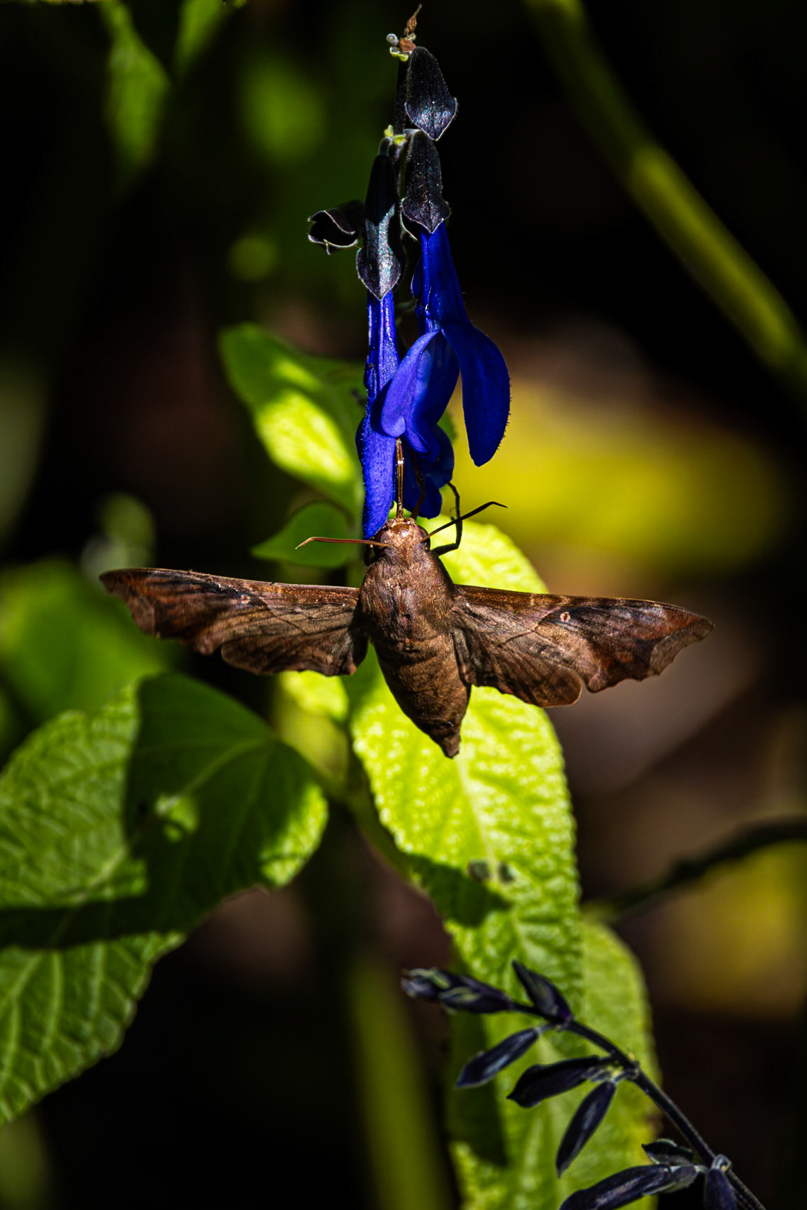 Sphinx moth 1, Private home in Calabash, NC